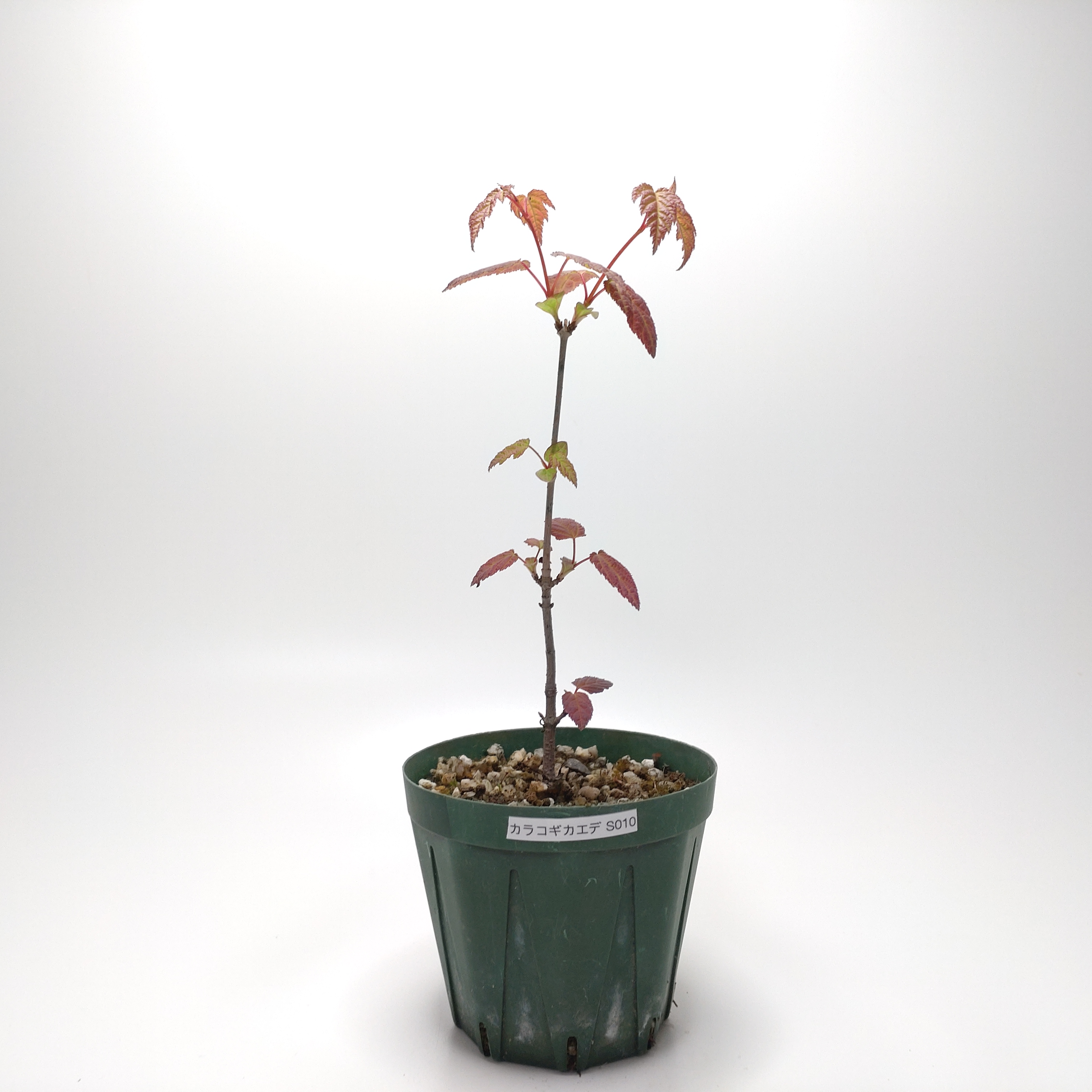 カラコギカエデ（鹿子木楓）S010