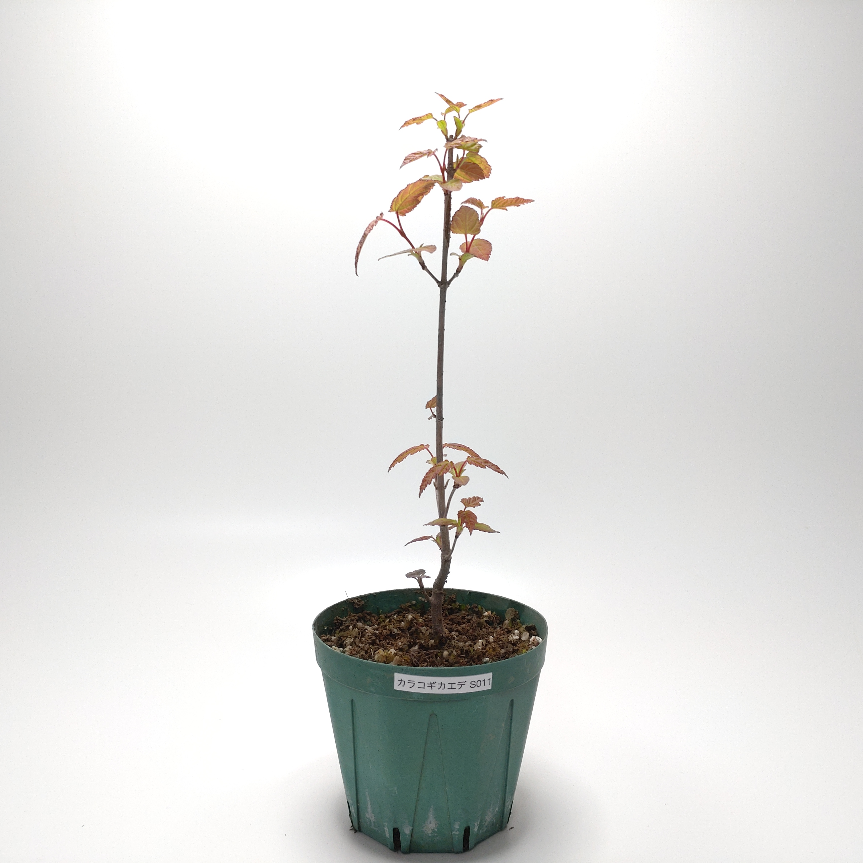 カラコギカエデ（鹿子木楓）S011