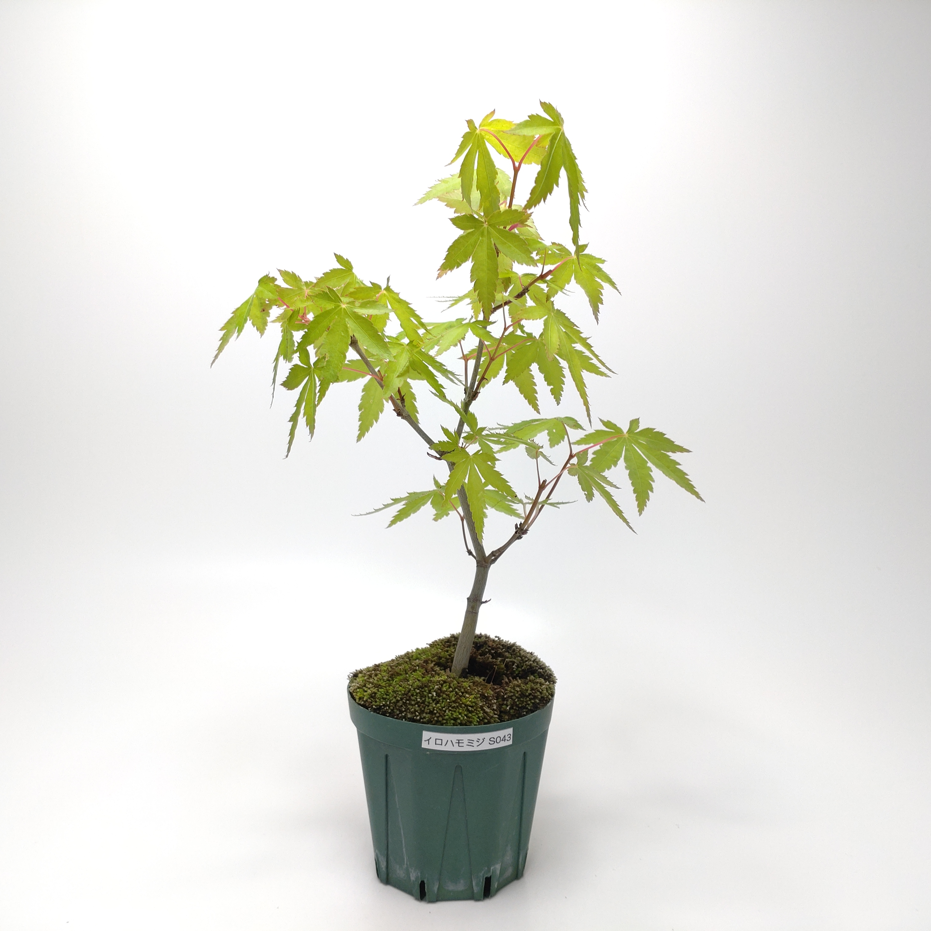 イロハモミジ（紅葉）S043