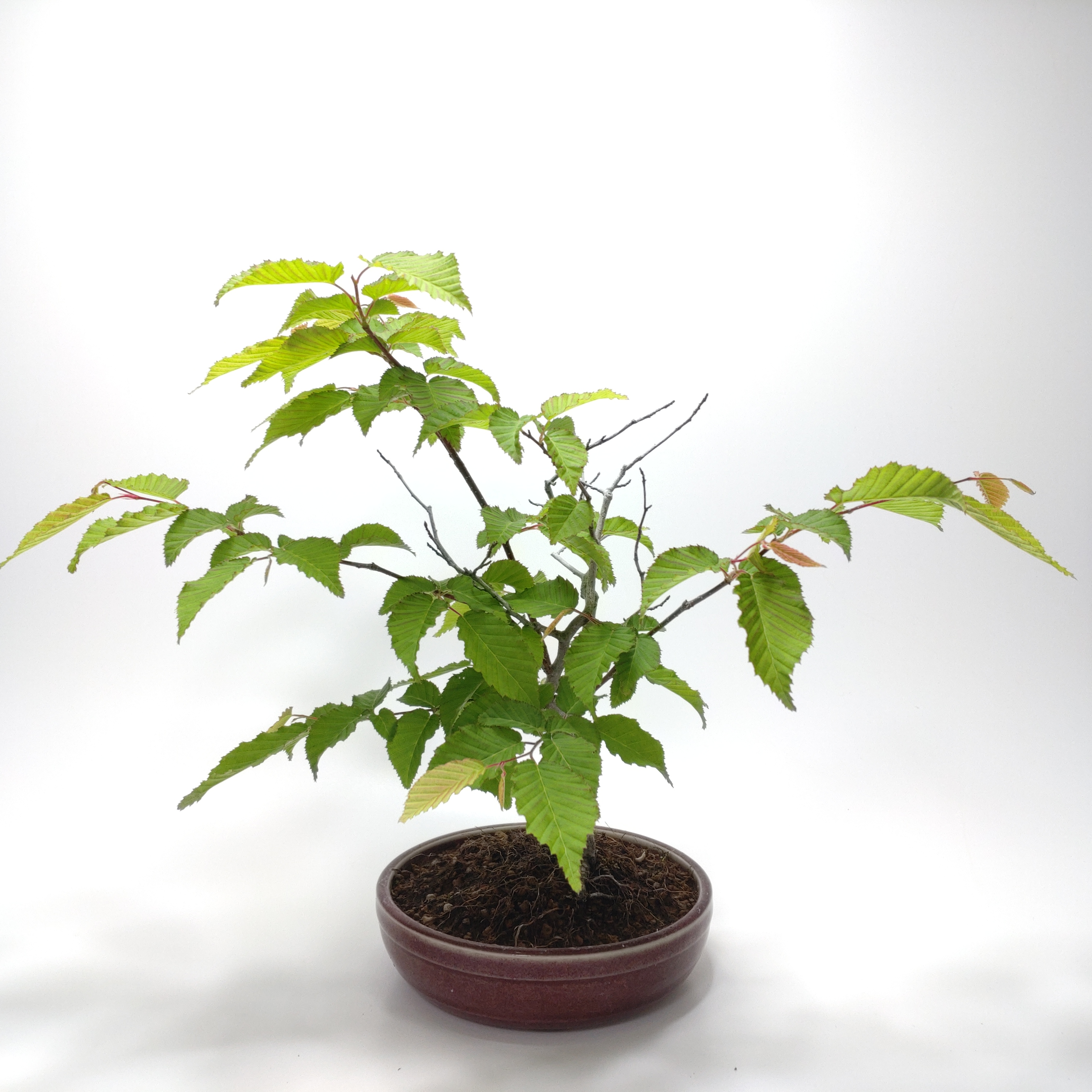 赤四手（アカシデ）盆栽 S003