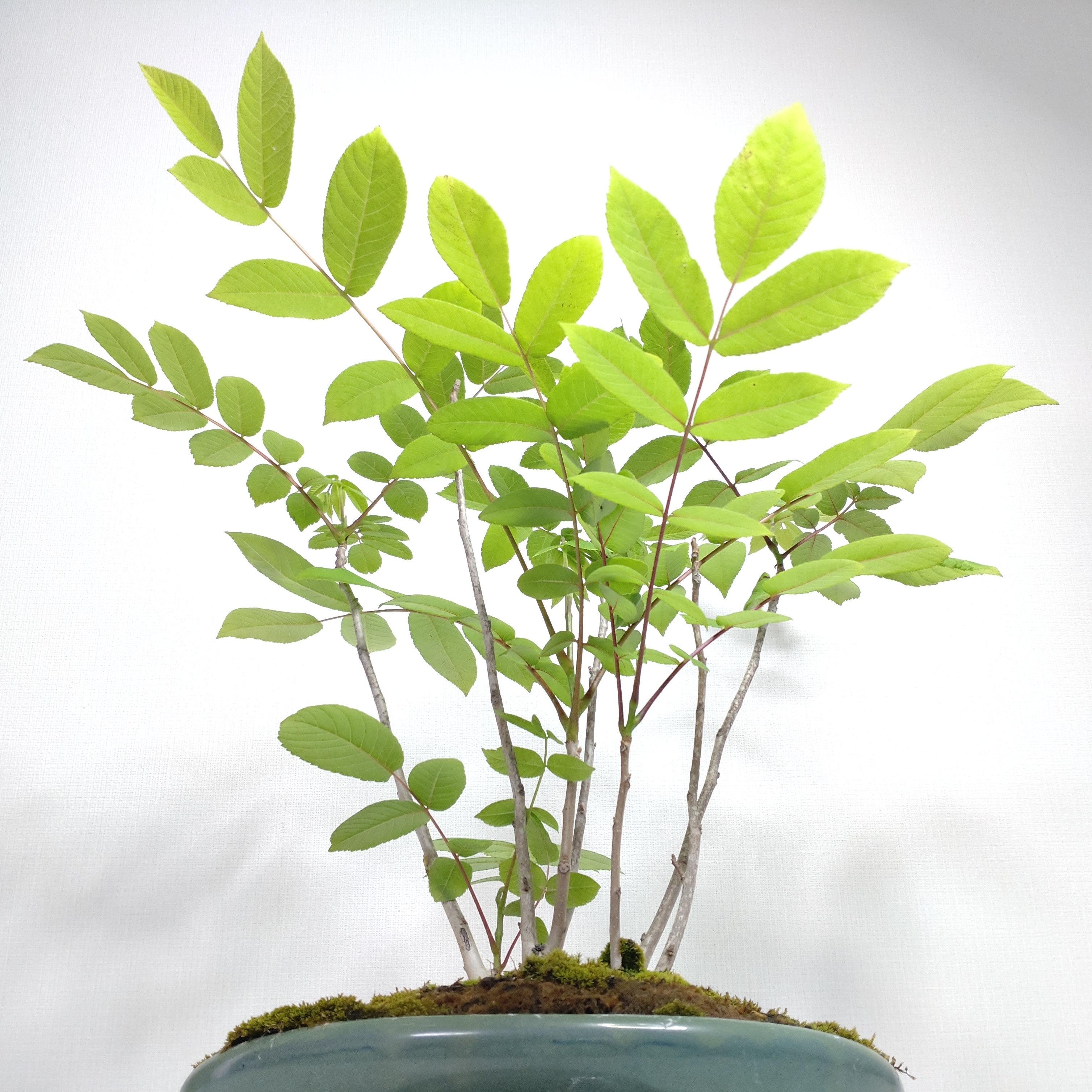 専用出品　鬼胡桃 髑髏 根付 四 ⭐️高評価商品⭐️【お試し商品1】鬼くるみ殻 ハーフ 150個前後