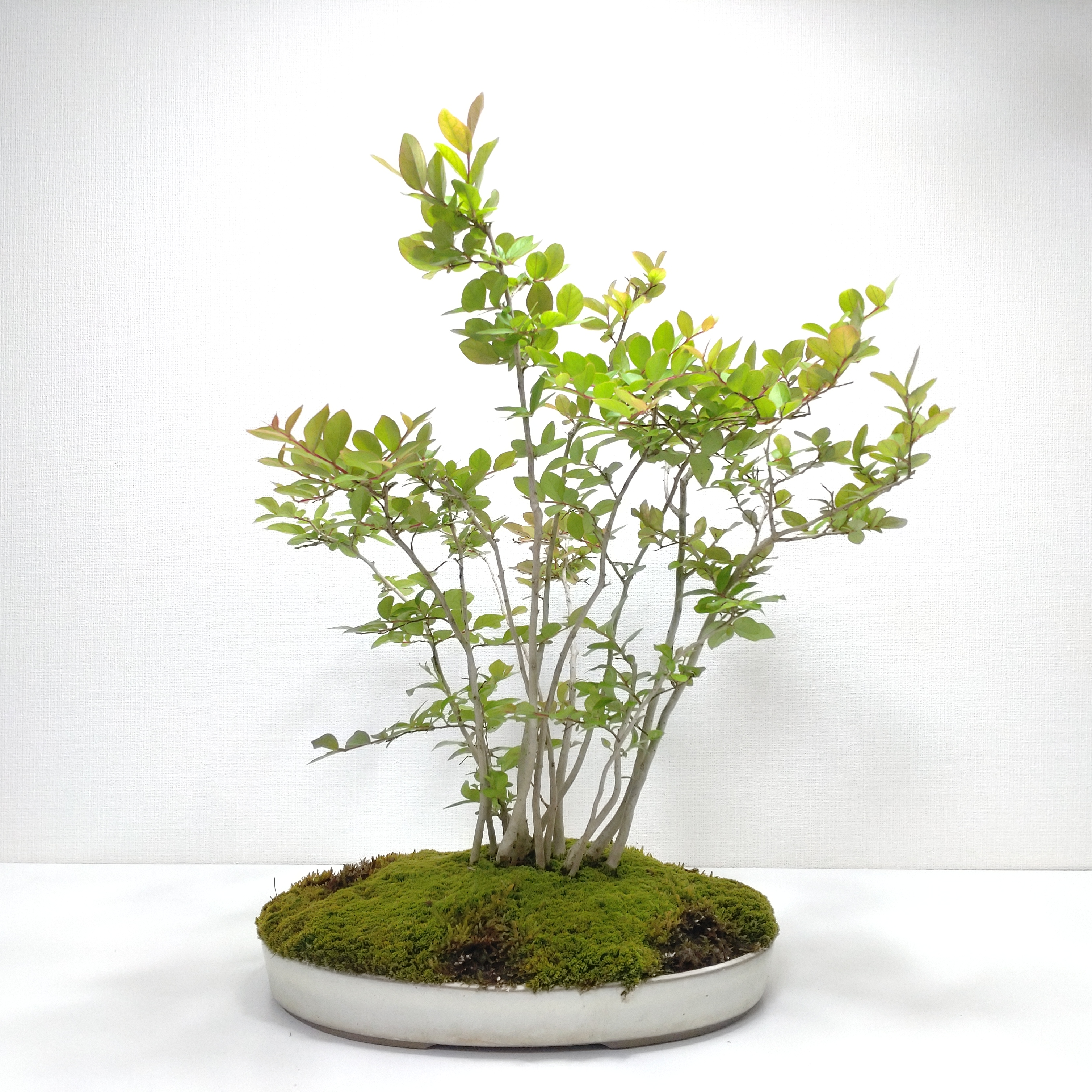 百日紅（サルスベリ）盆栽 G006