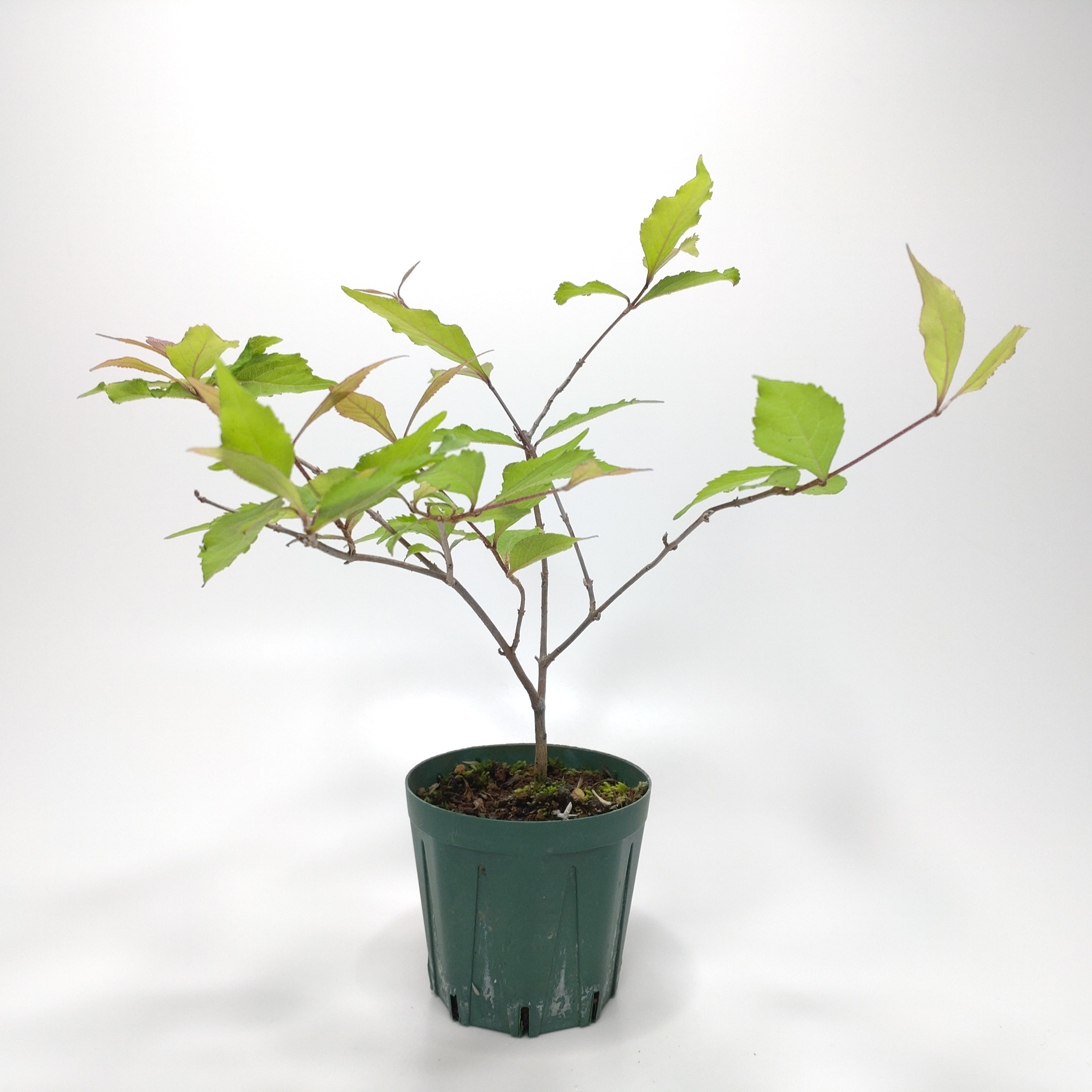 ムラサキシキブ（紫式部）S001