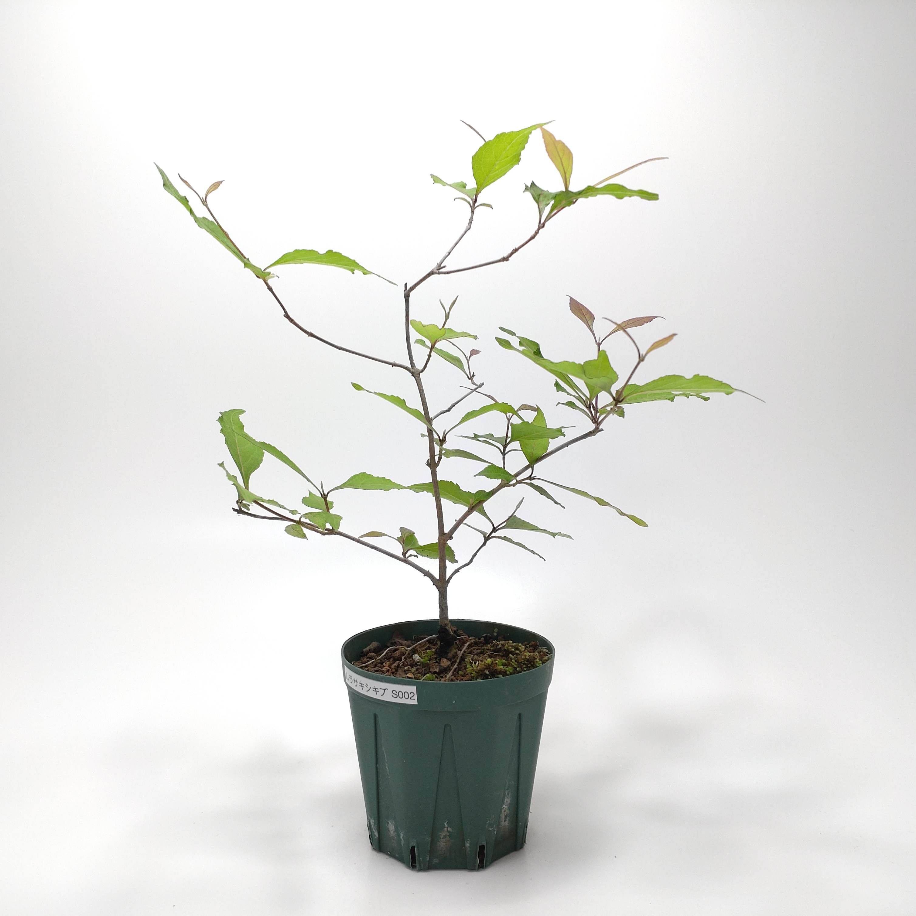 ムラサキシキブ（紫式部）S002