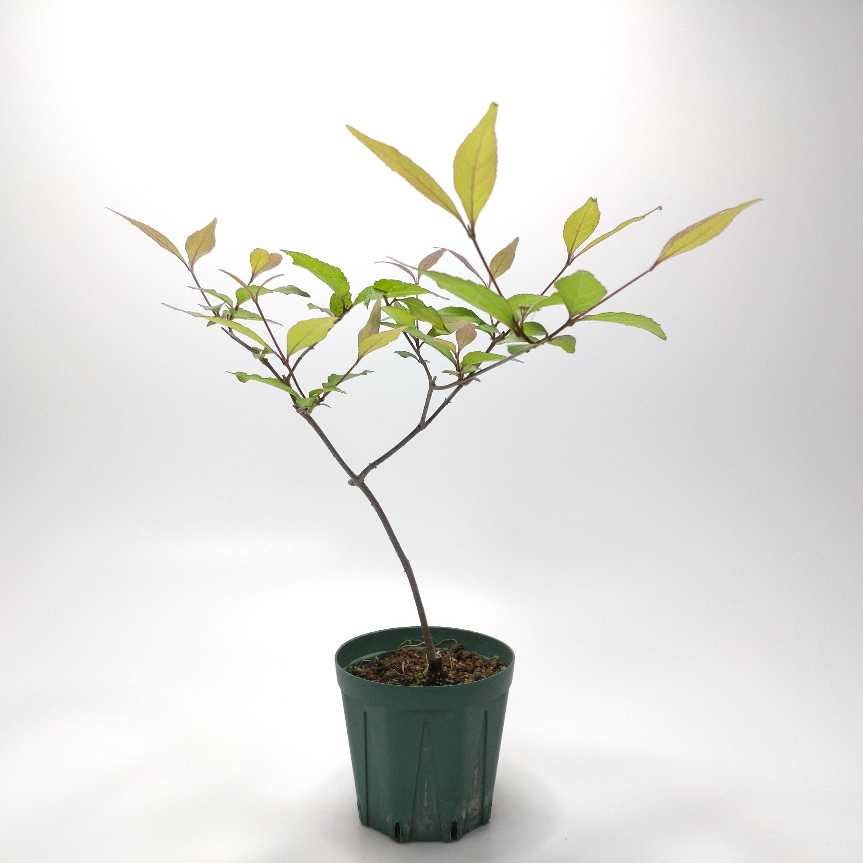 ムラサキシキブ（紫式部）S004