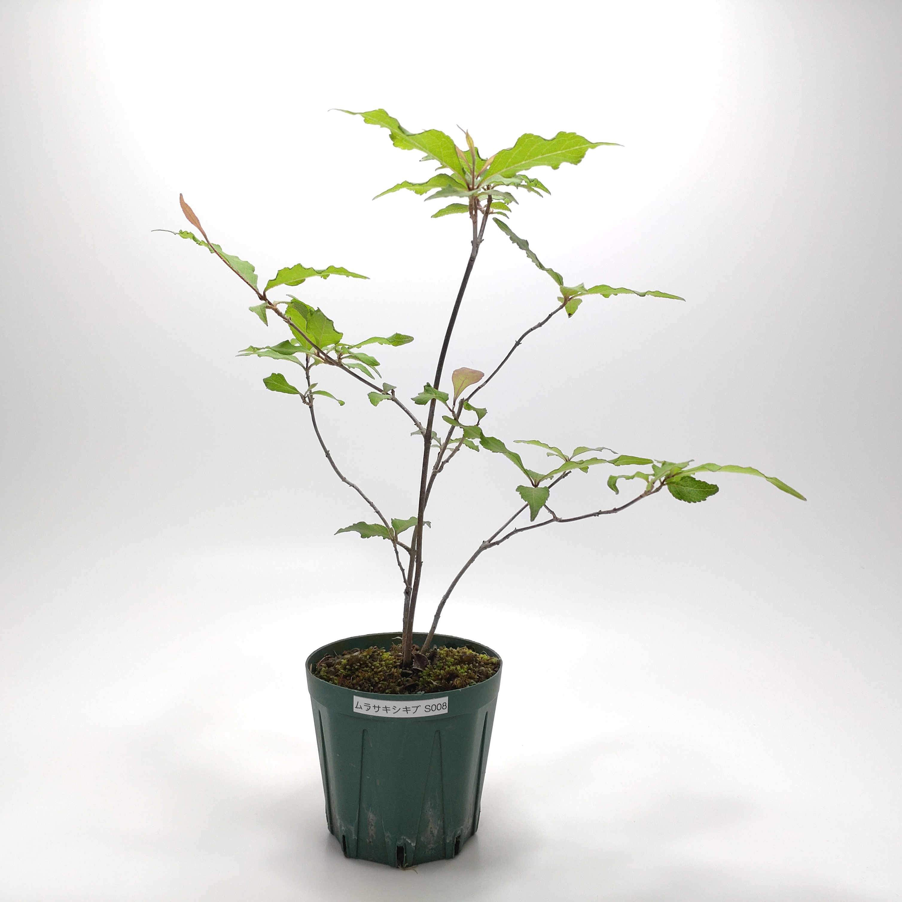 ムラサキシキブ（紫式部）S008