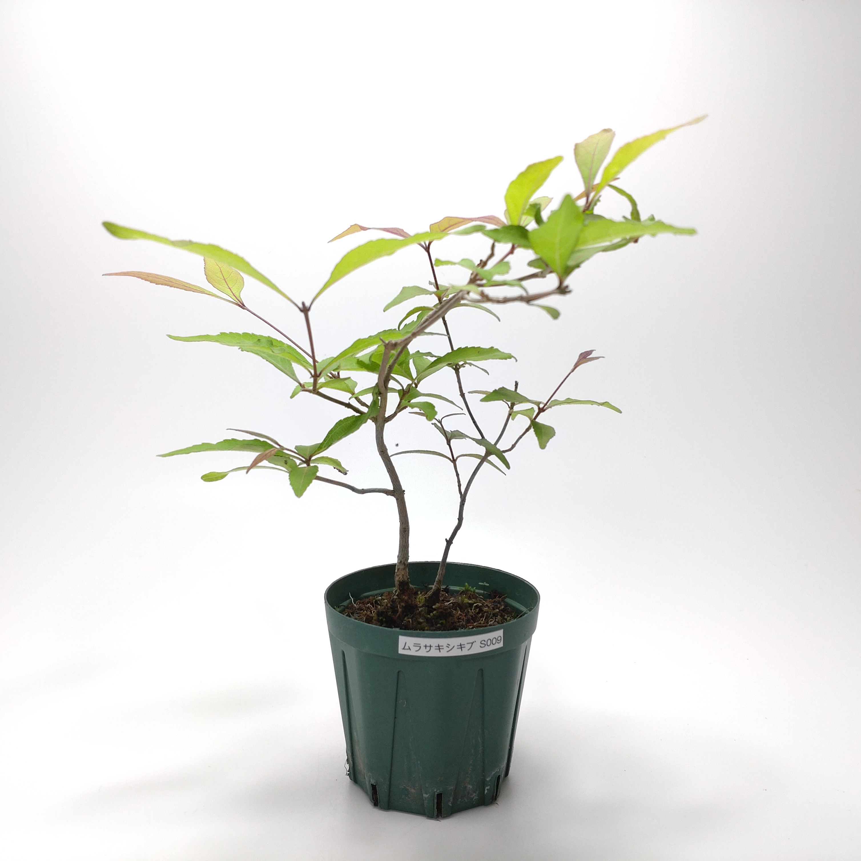 ムラサキシキブ（紫式部）S009