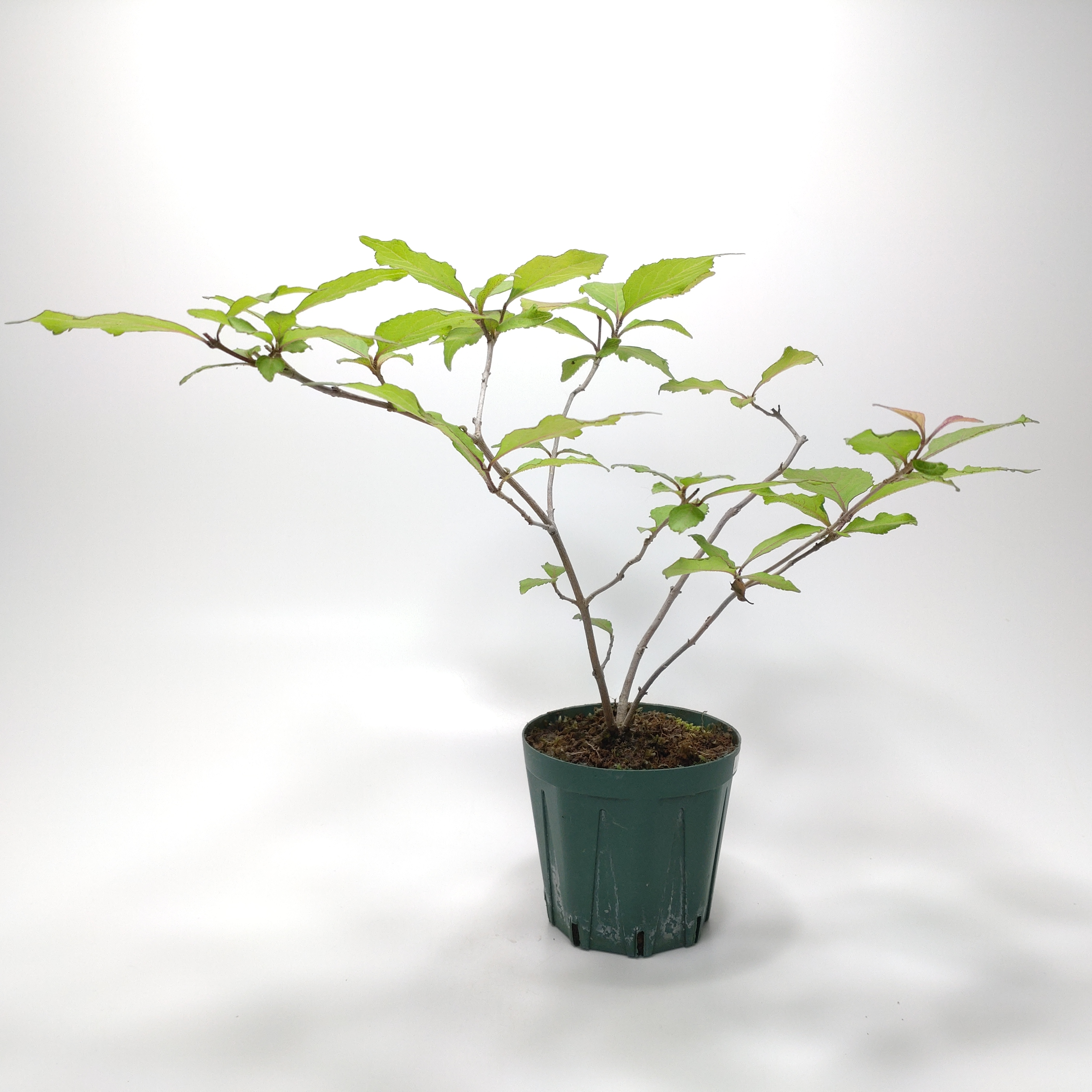 ムラサキシキブ（紫式部）S010