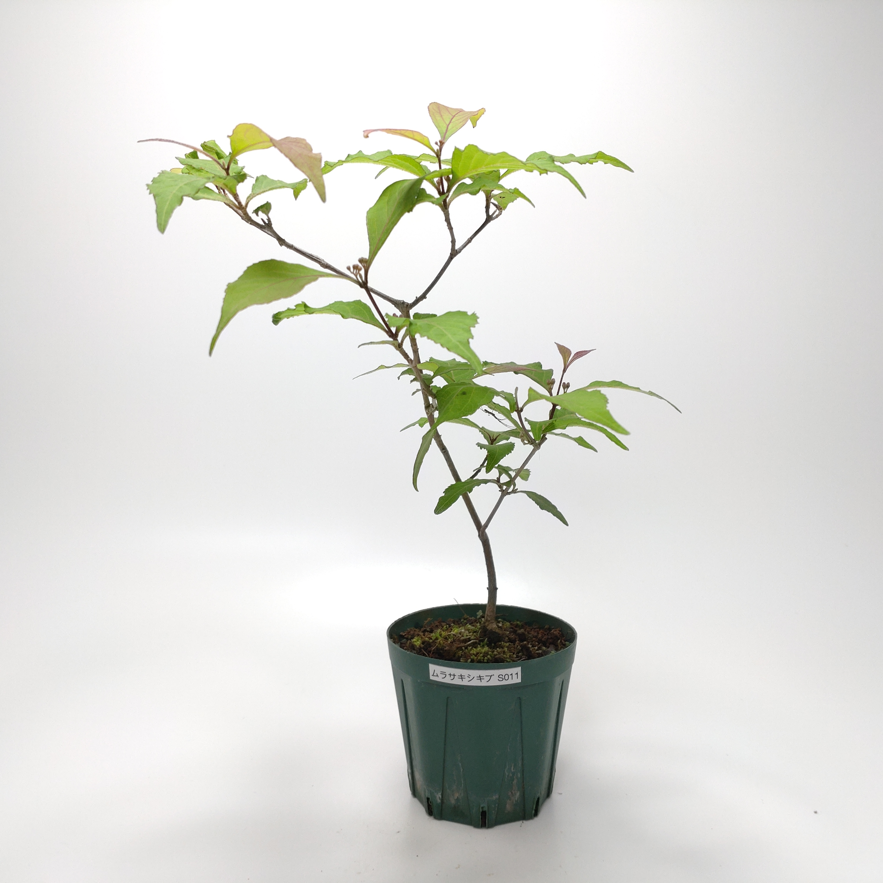 ムラサキシキブ（紫式部）S011