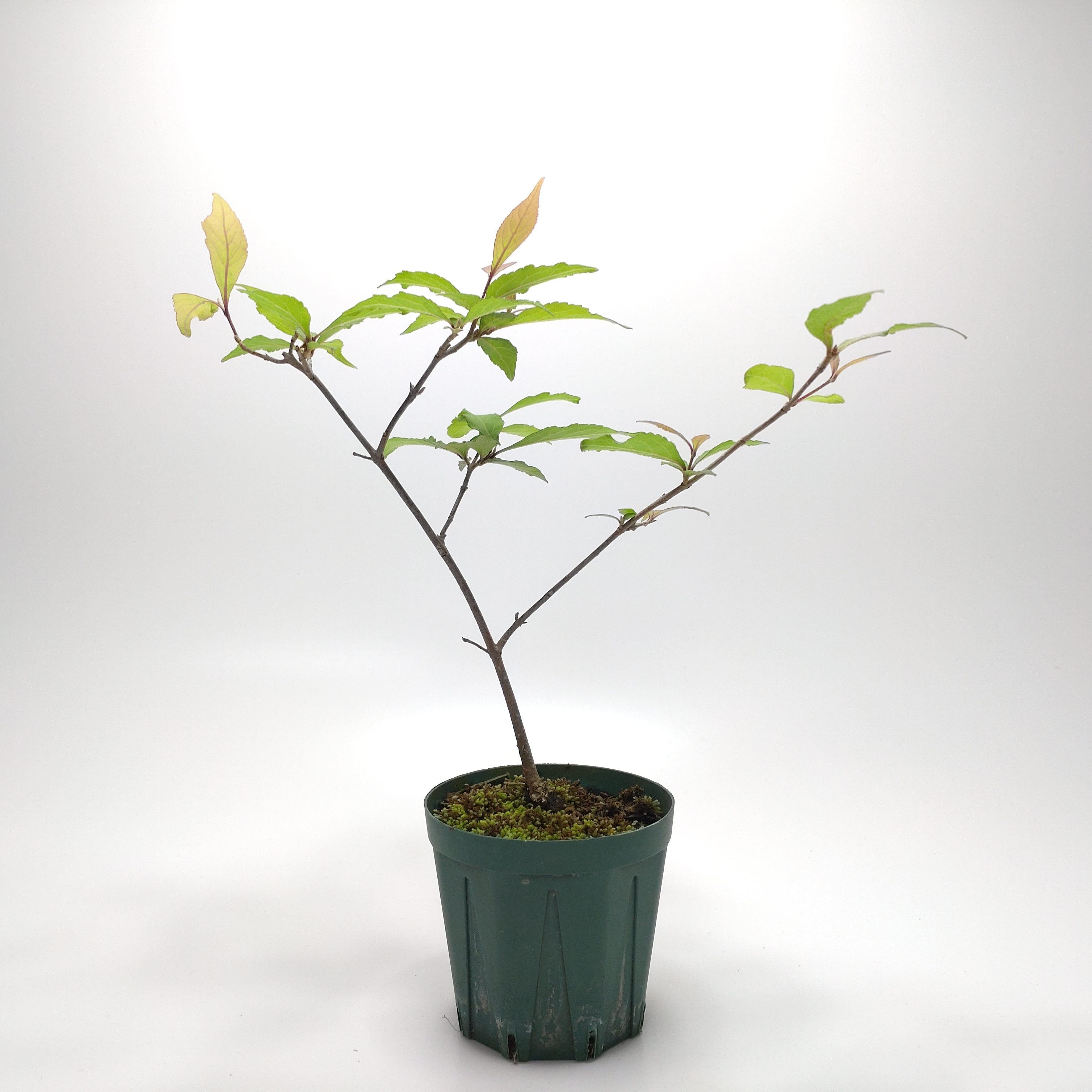 ムラサキシキブ（紫式部）S012