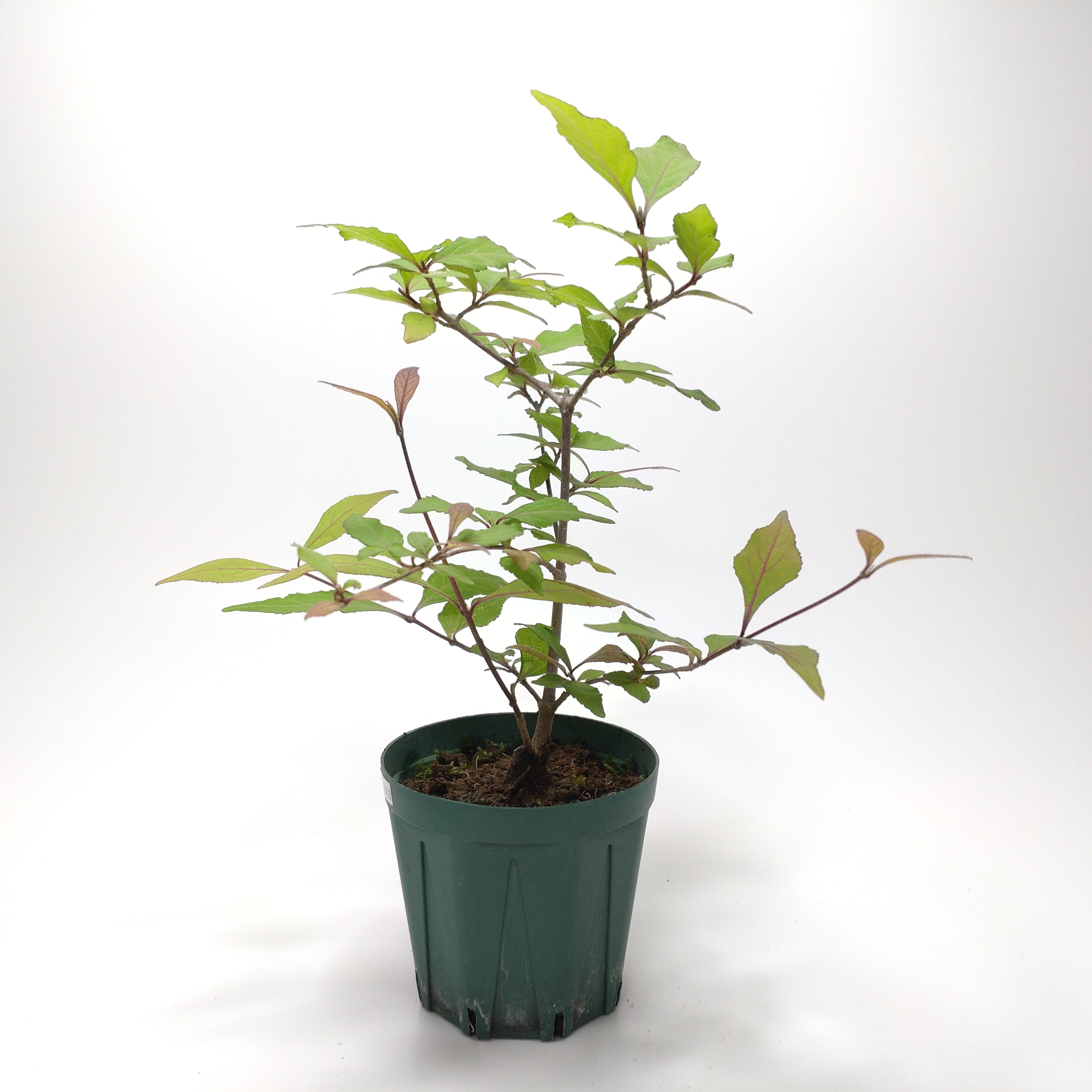 ムラサキシキブ（紫式部）S013