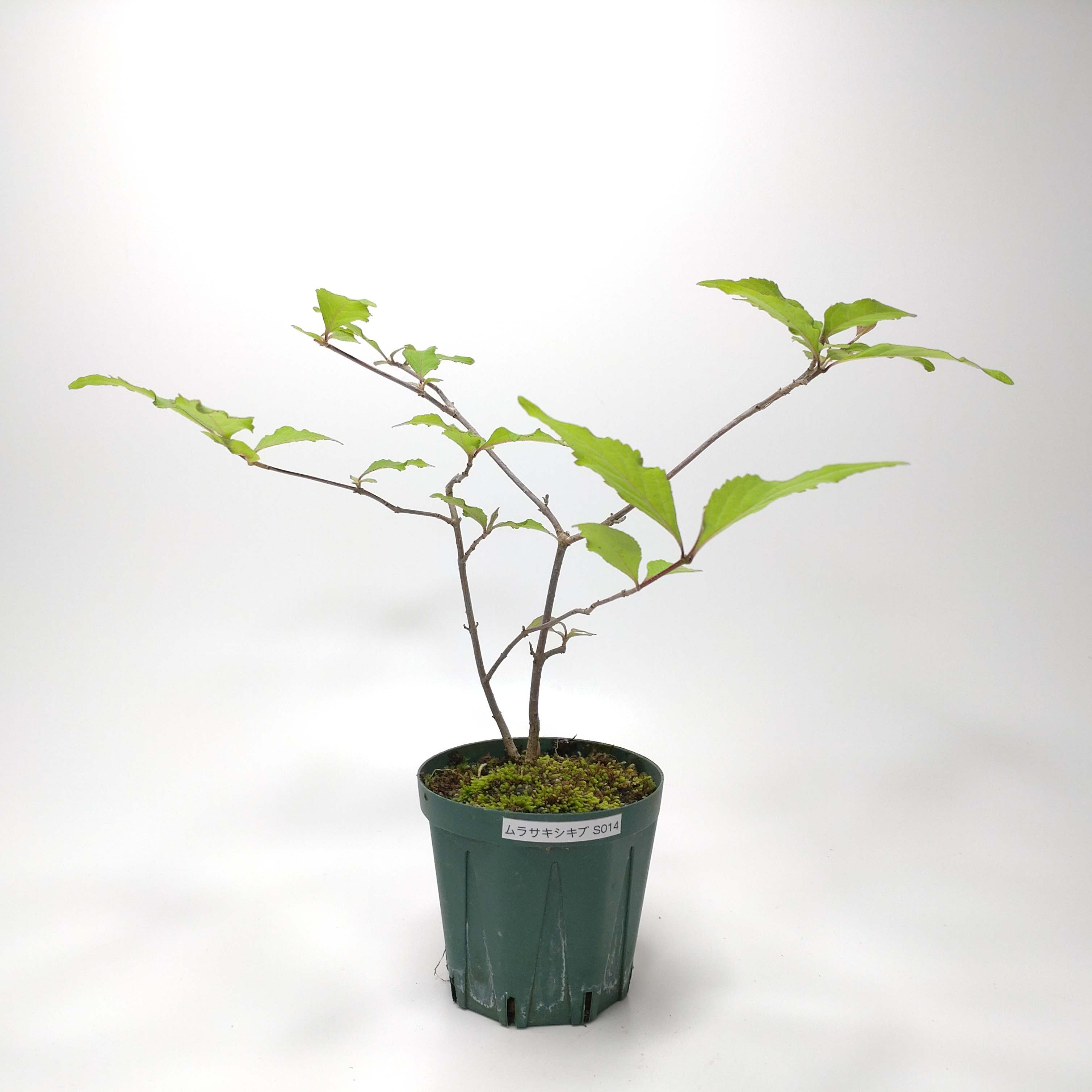 ムラサキシキブ（紫式部）S014