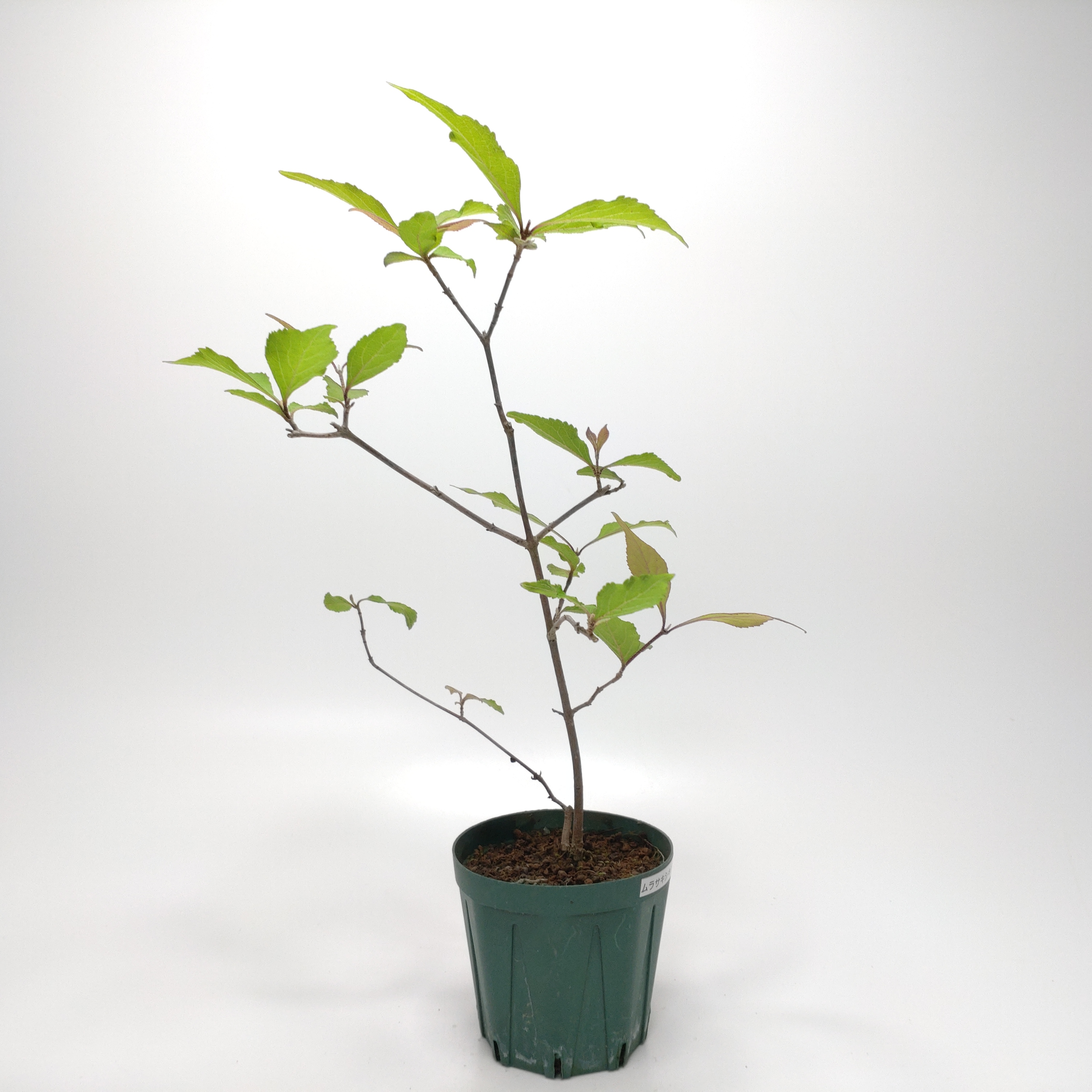 ムラサキシキブ（紫式部）S015