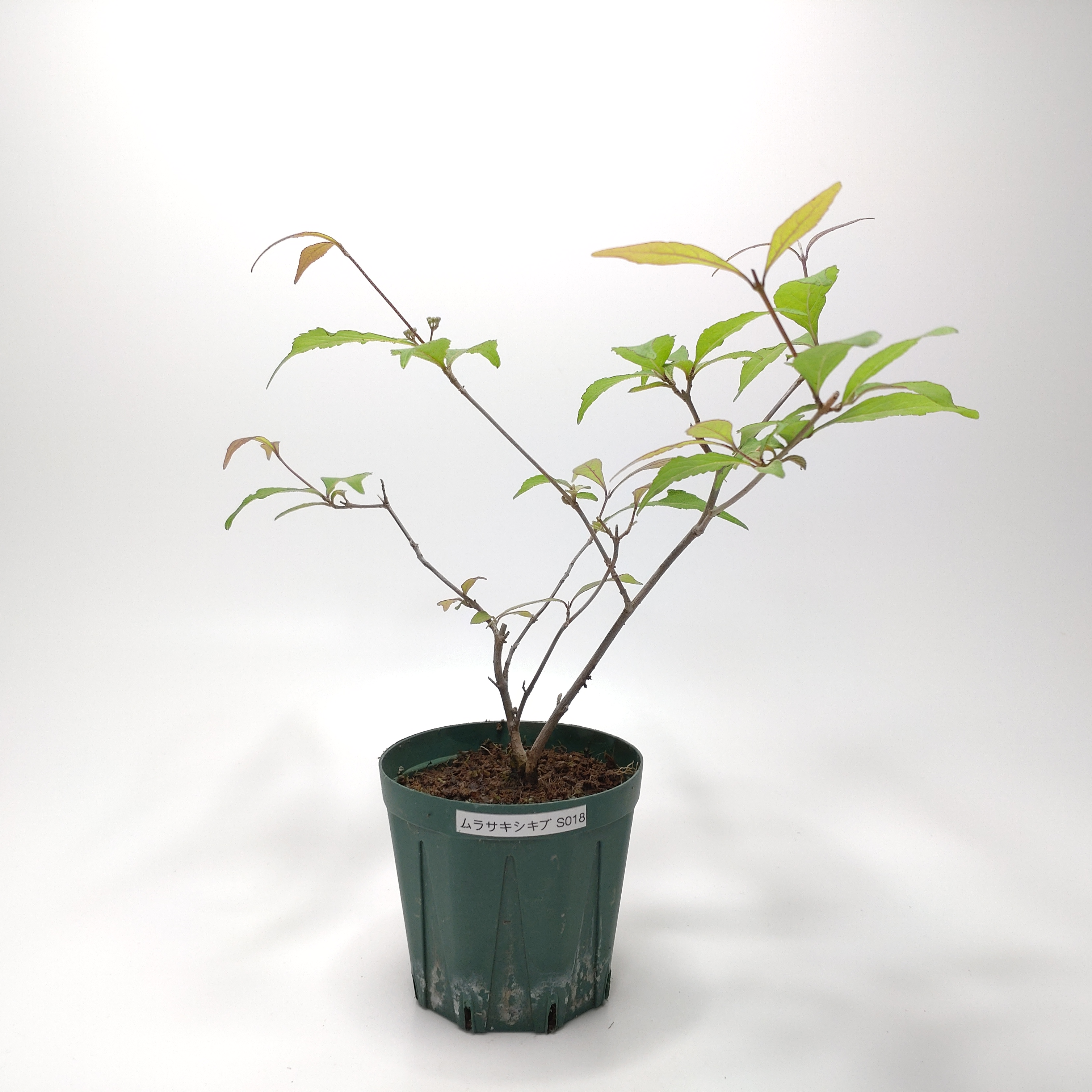 ムラサキシキブ（紫式部）S018