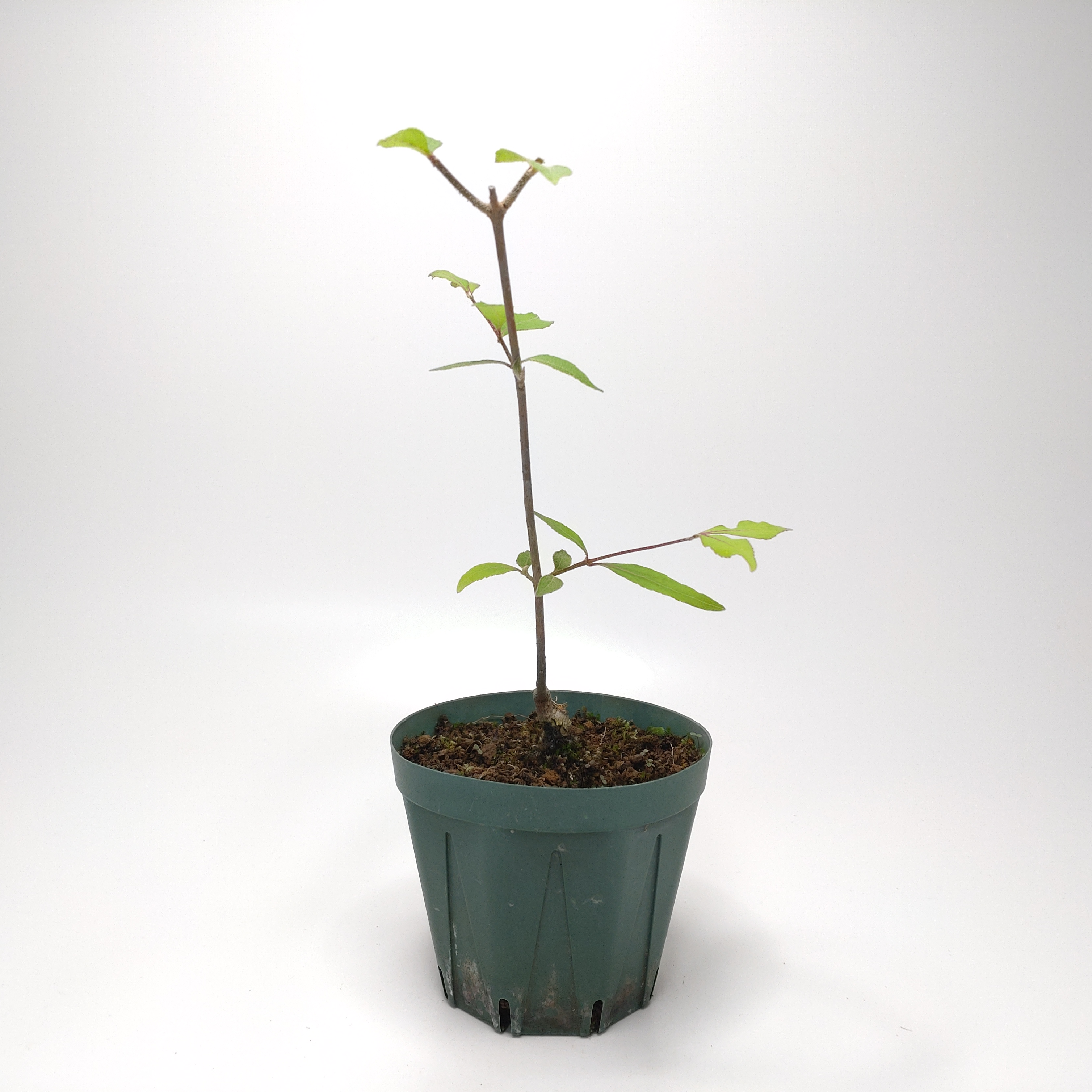 ムラサキシキブ（紫式部）S019