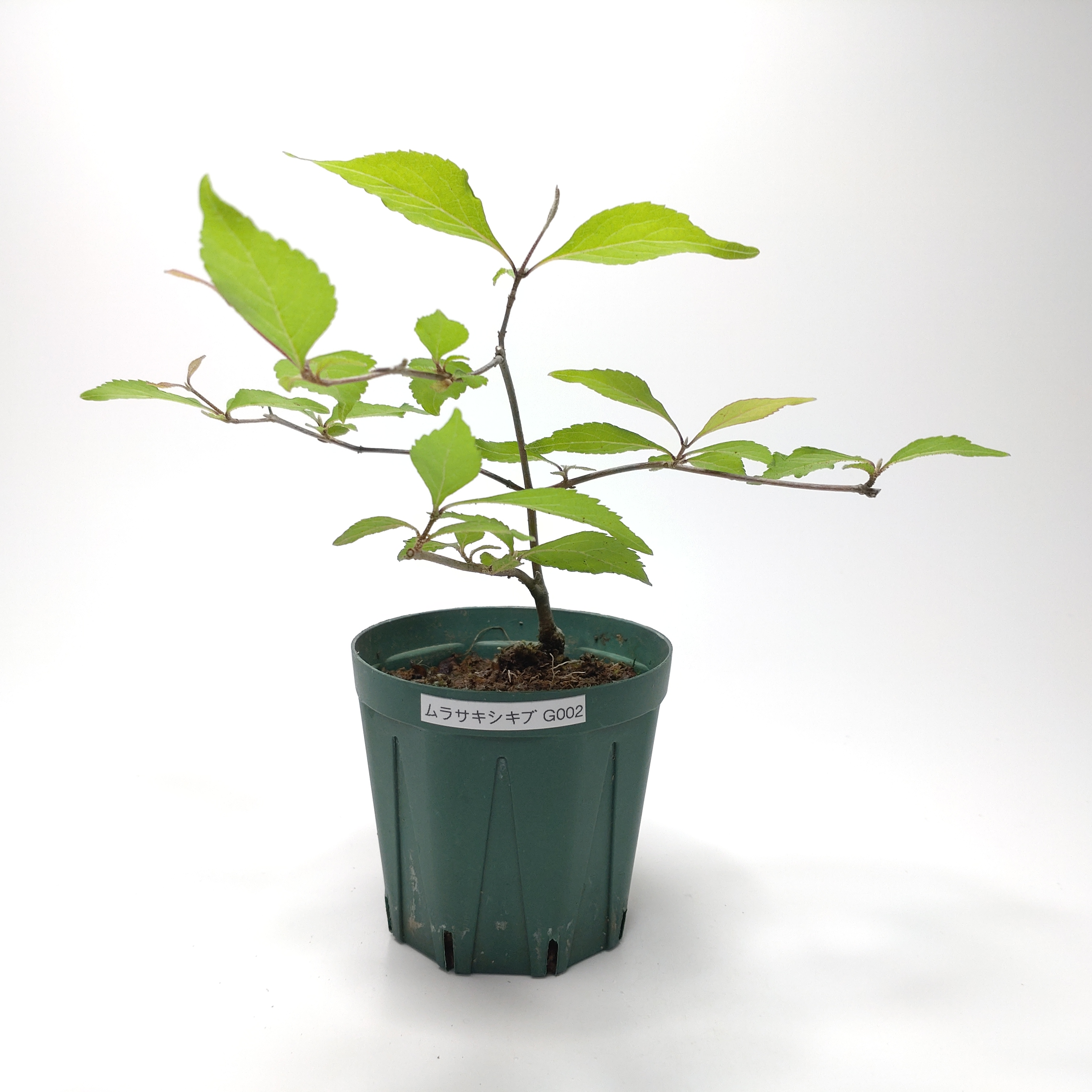 ムラサキシキブ（紫式部）G002