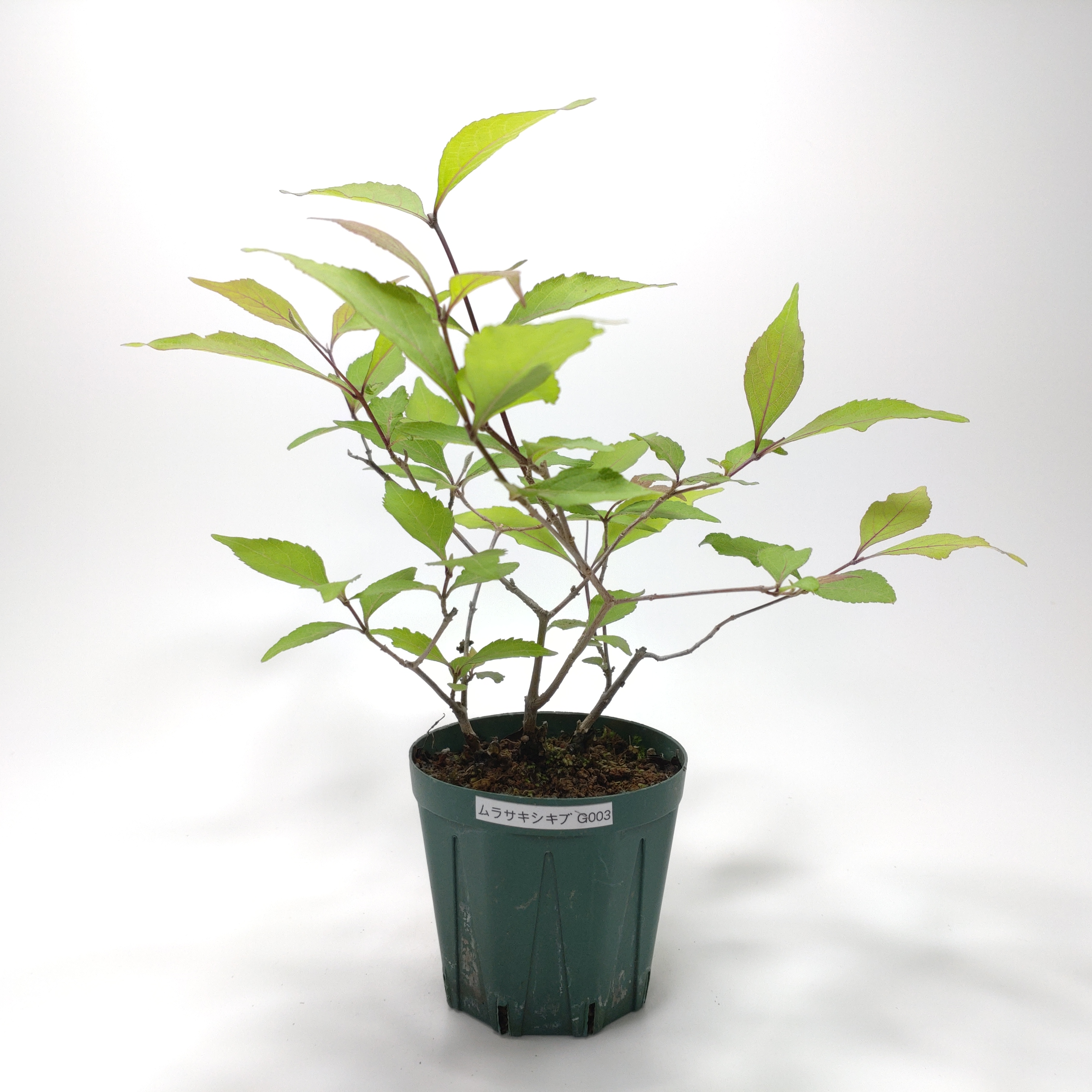 ムラサキシキブ（紫式部）G003