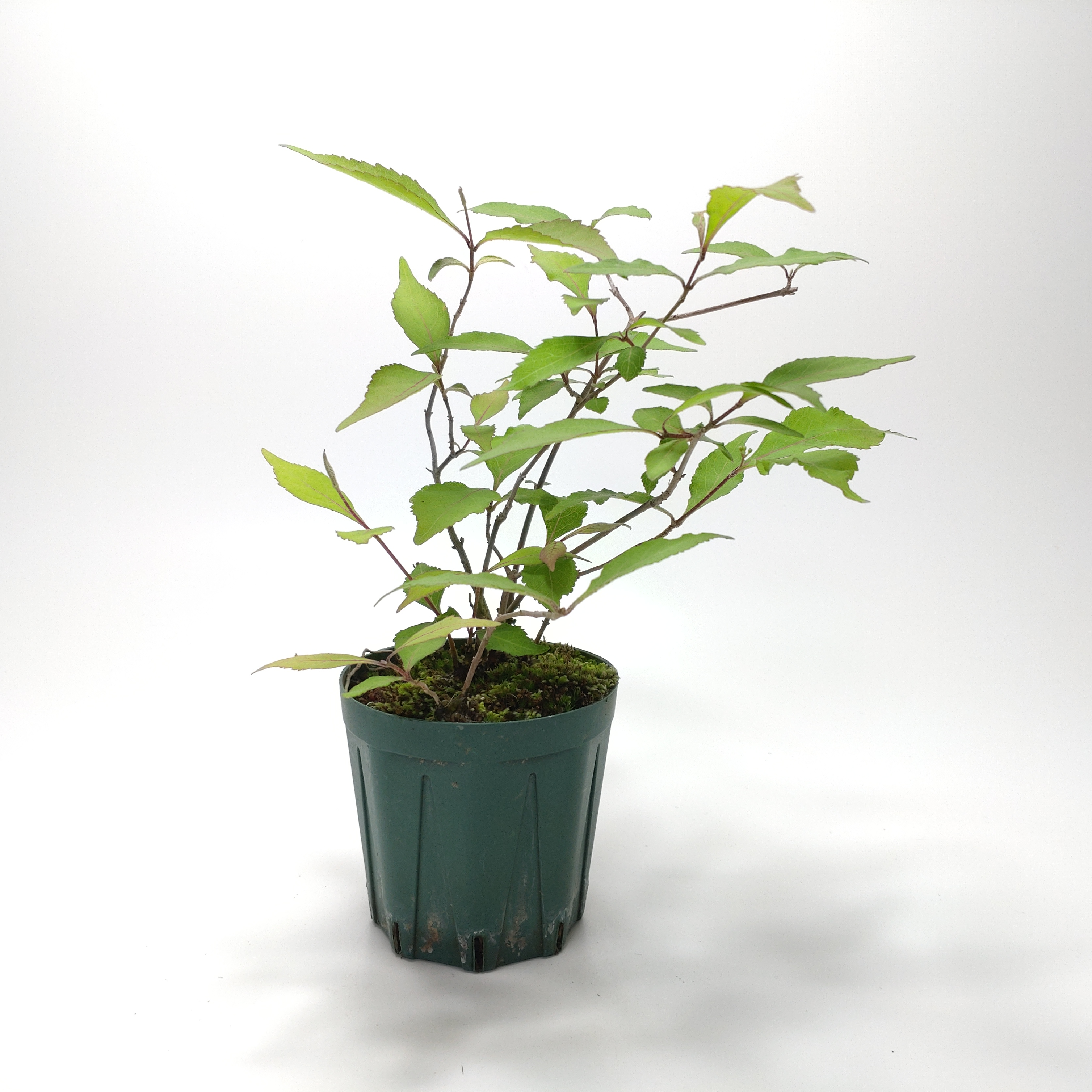 ムラサキシキブ（紫式部）G006