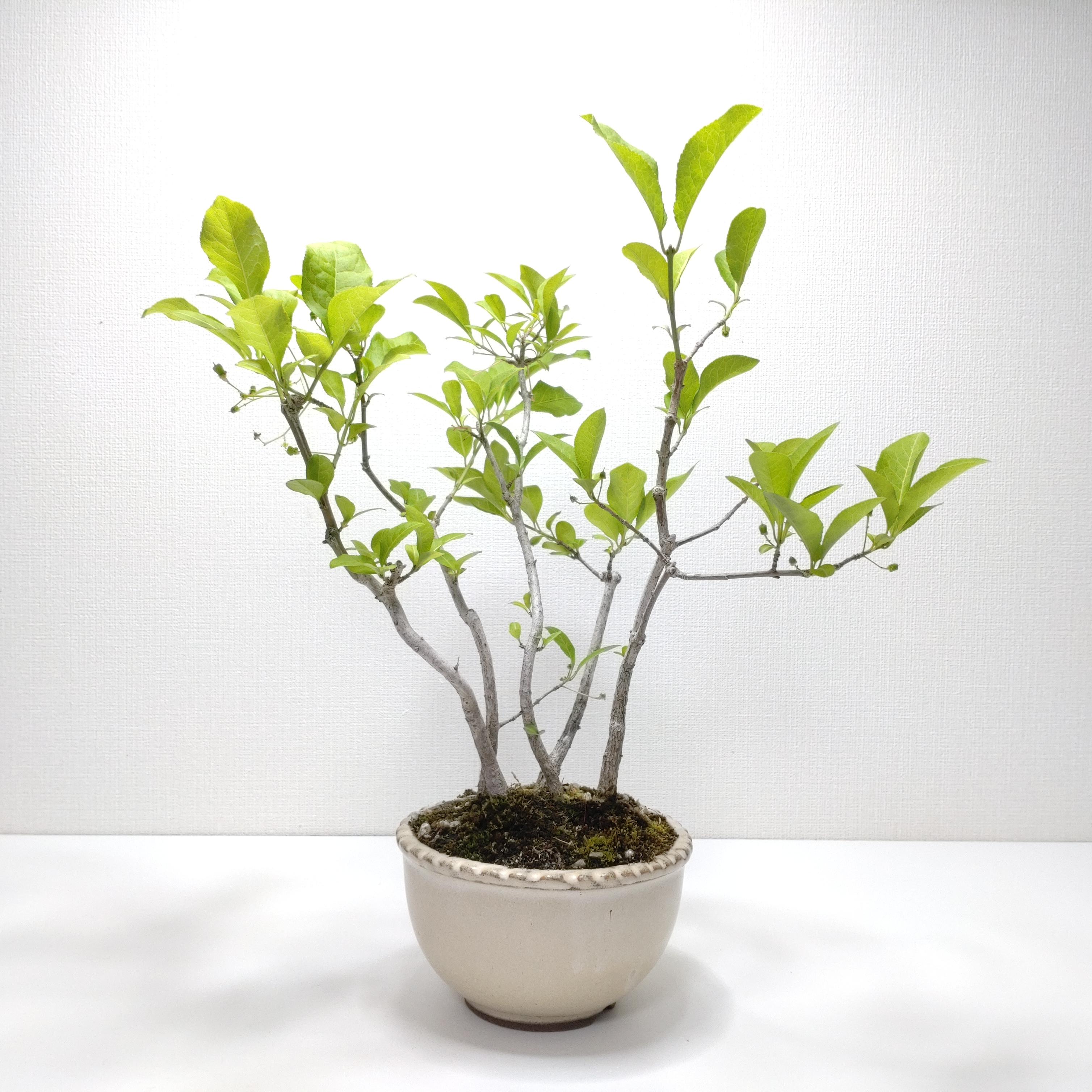 真弓（マユミ）盆栽 G005