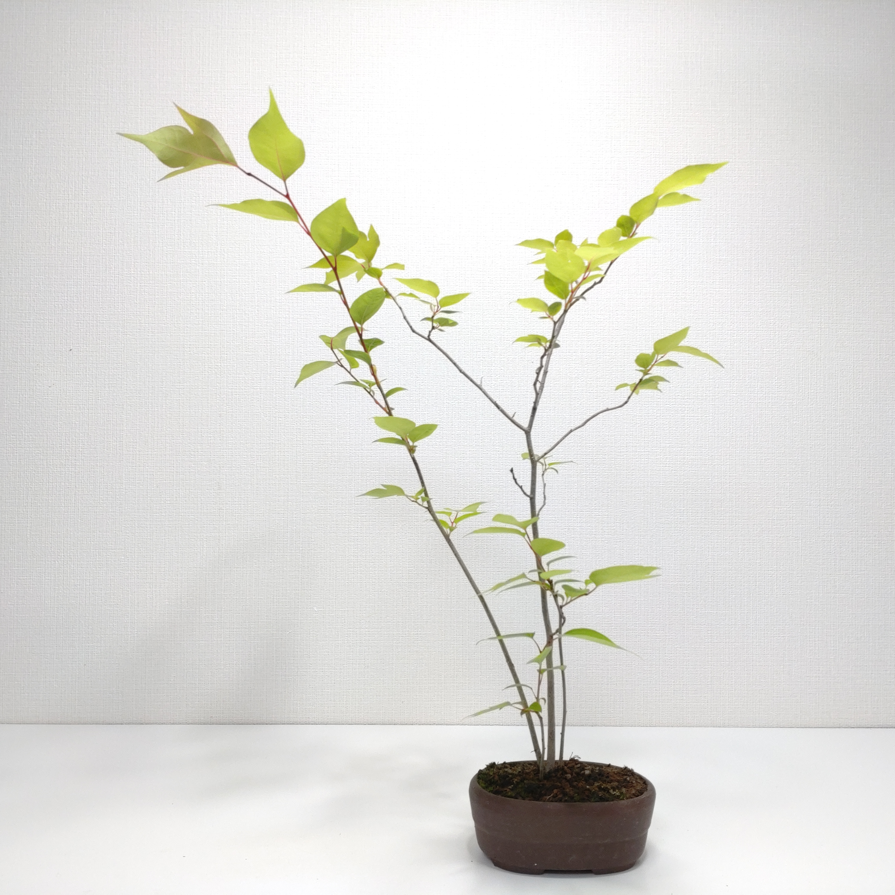 白文字（シロモジ）盆栽 G002