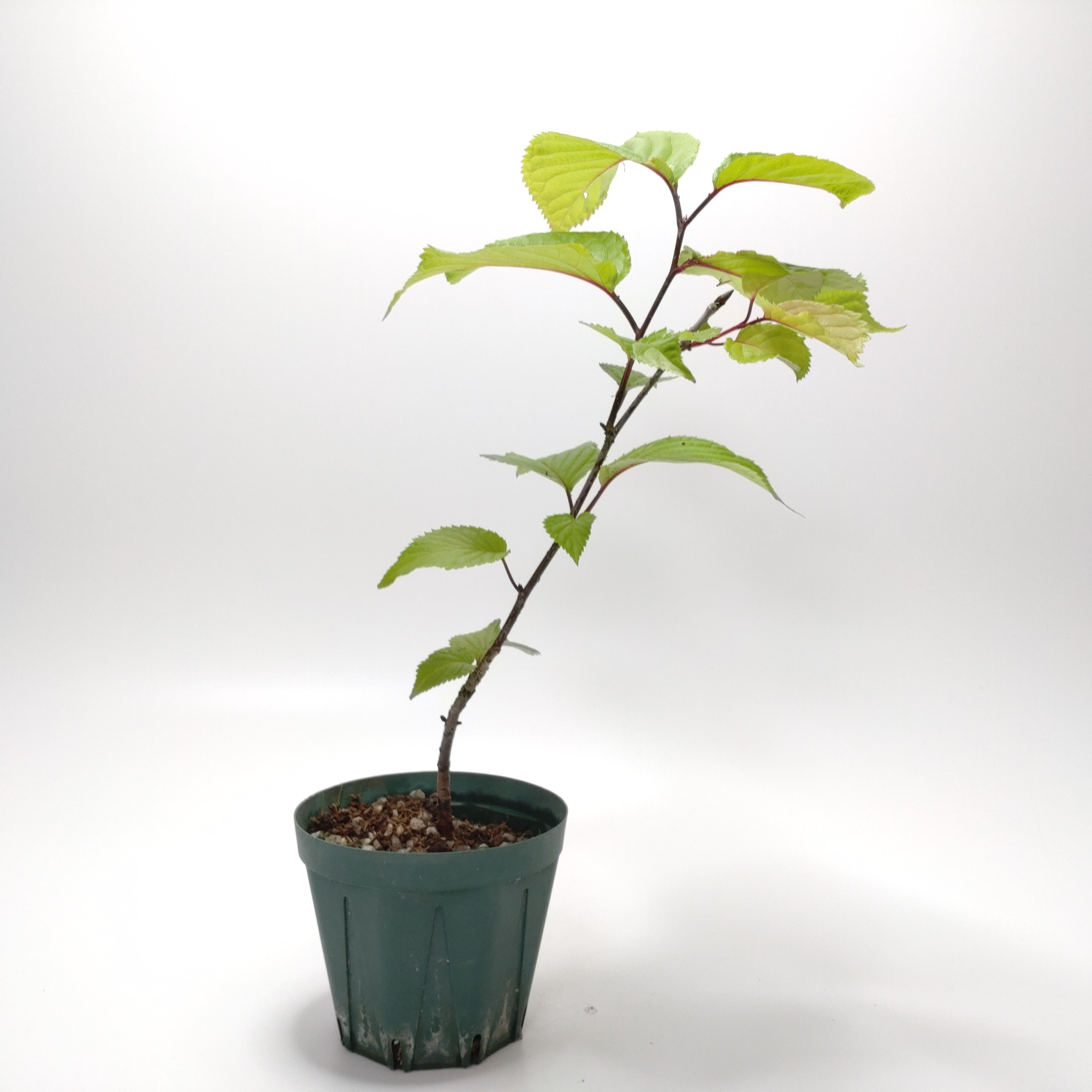 ソメイヨシノ（桜）S001