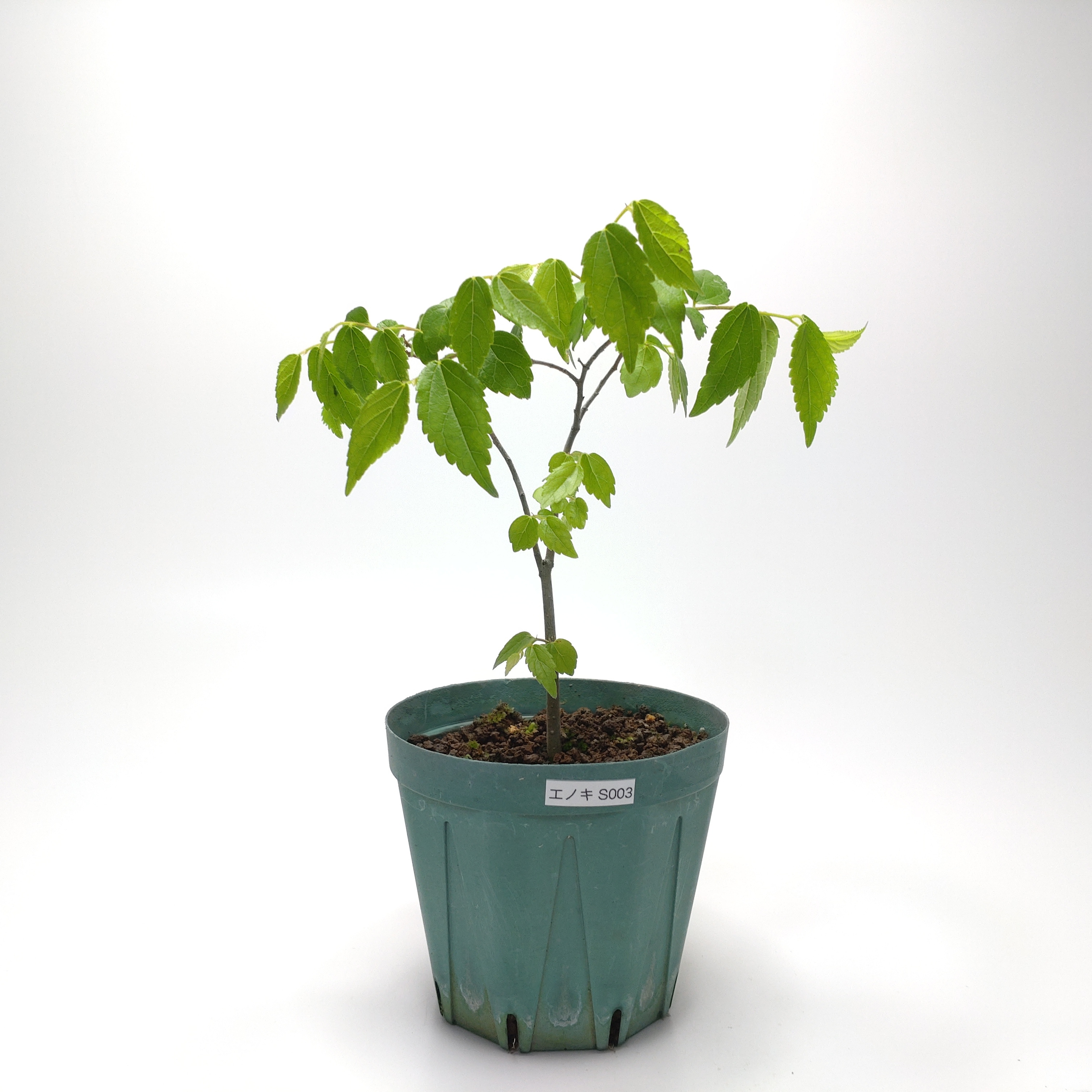 エノキ（榎）SS003