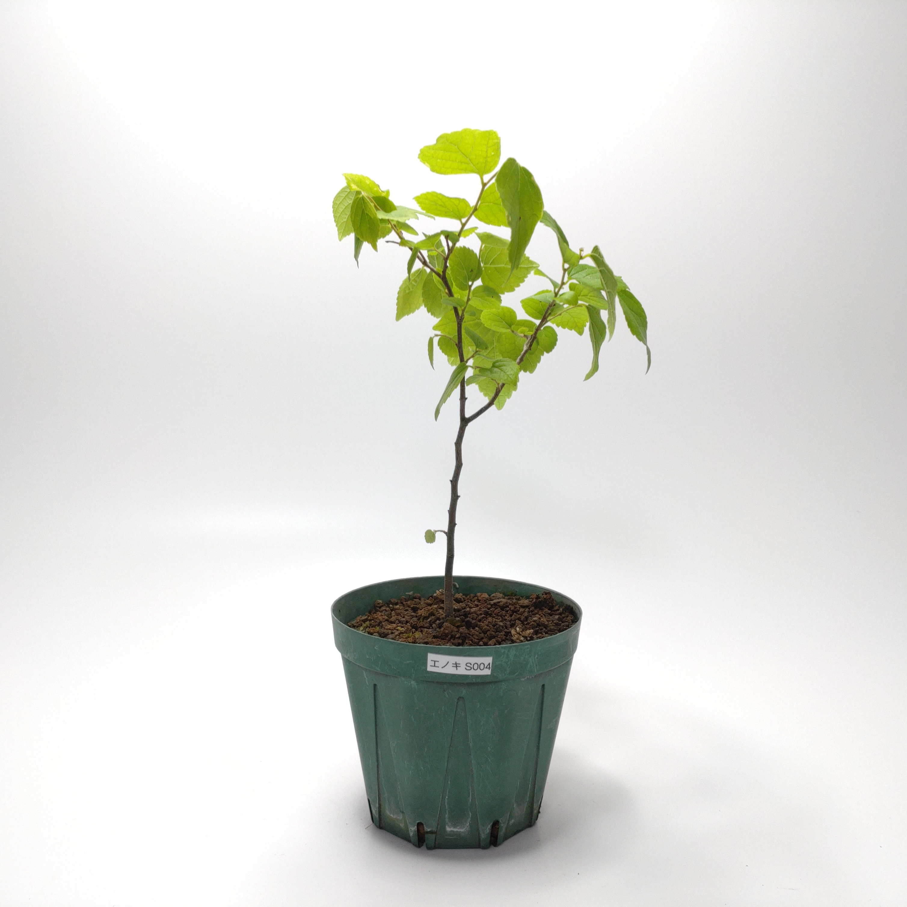 エノキ（榎）SS004