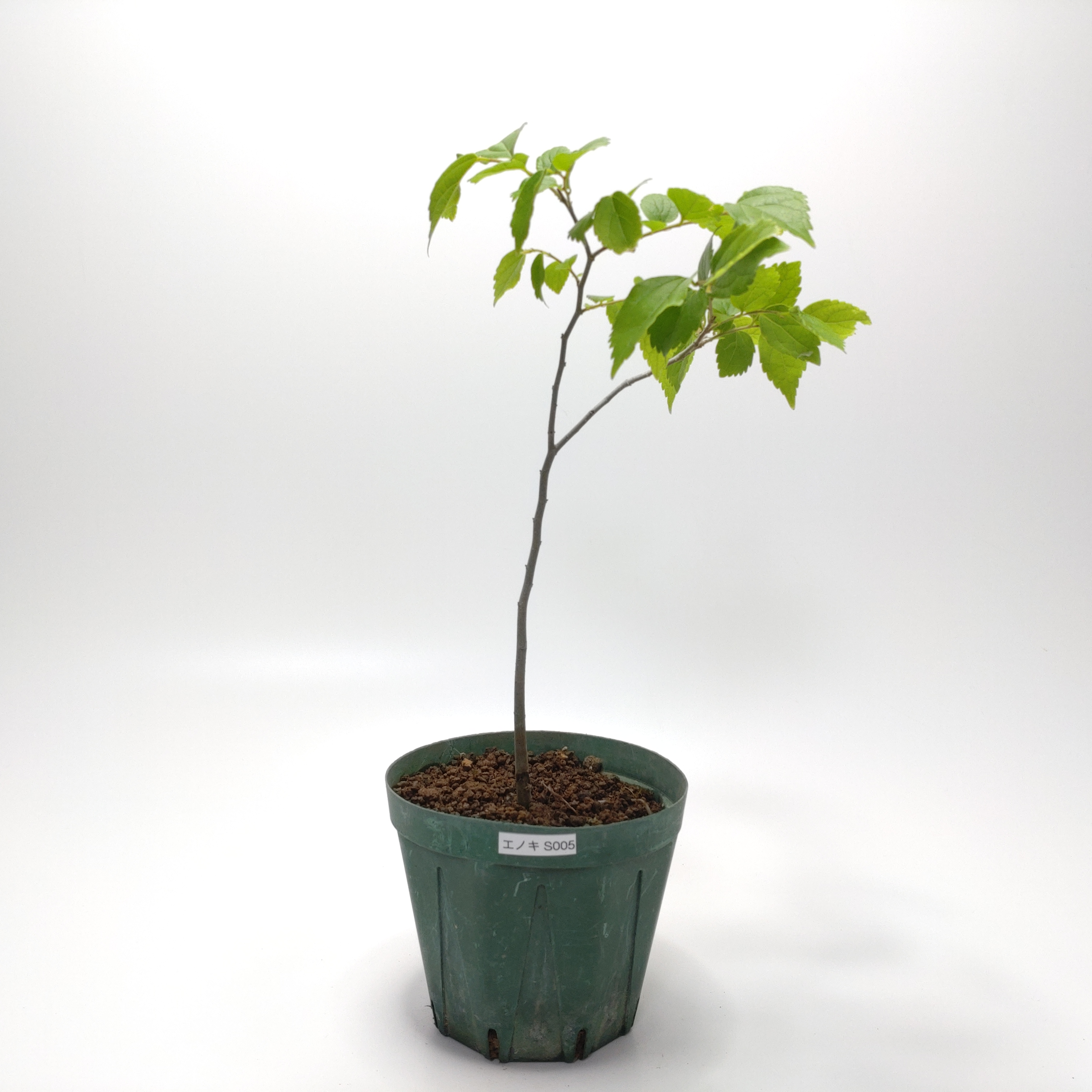 エノキ（榎）SS005