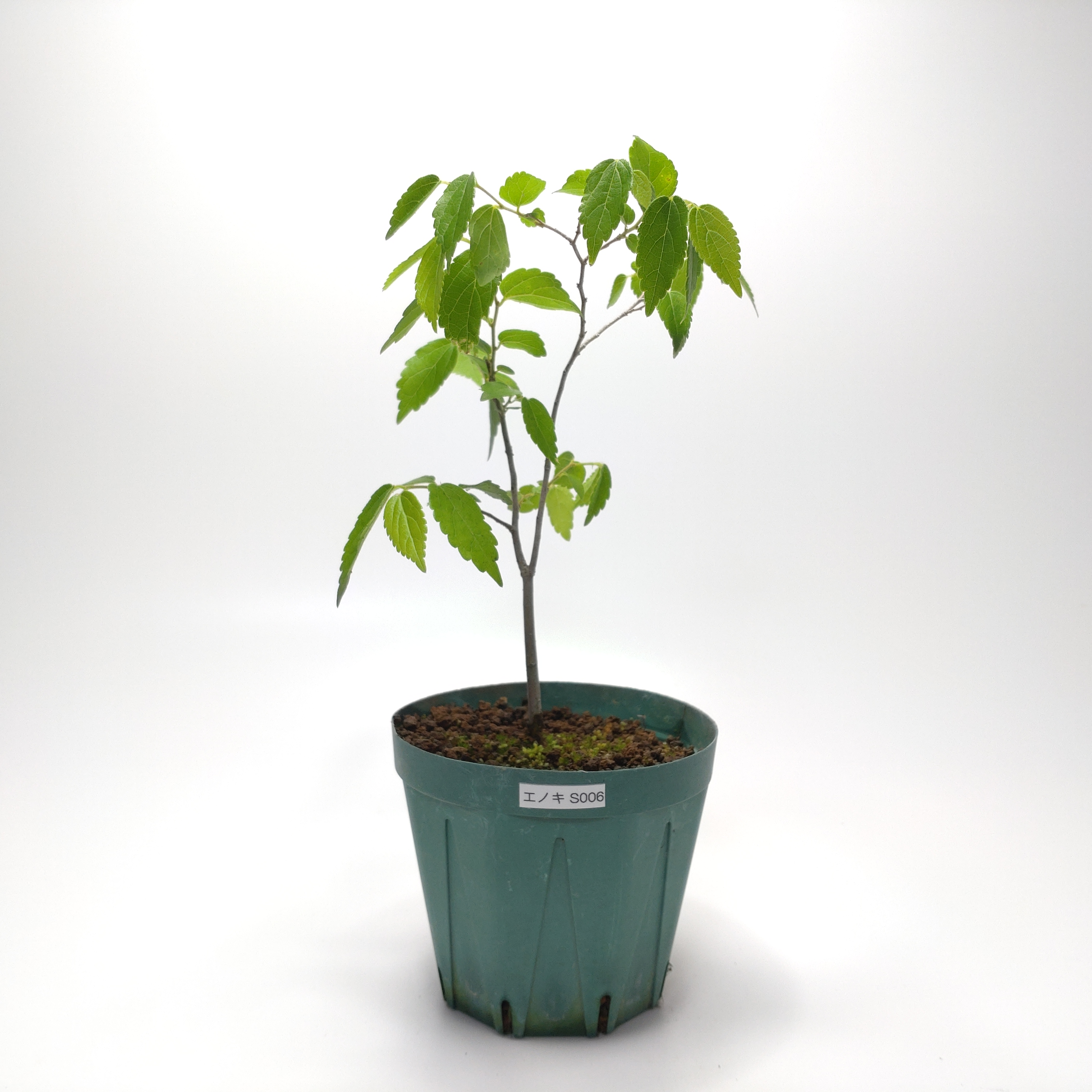 エノキ（榎）SS006