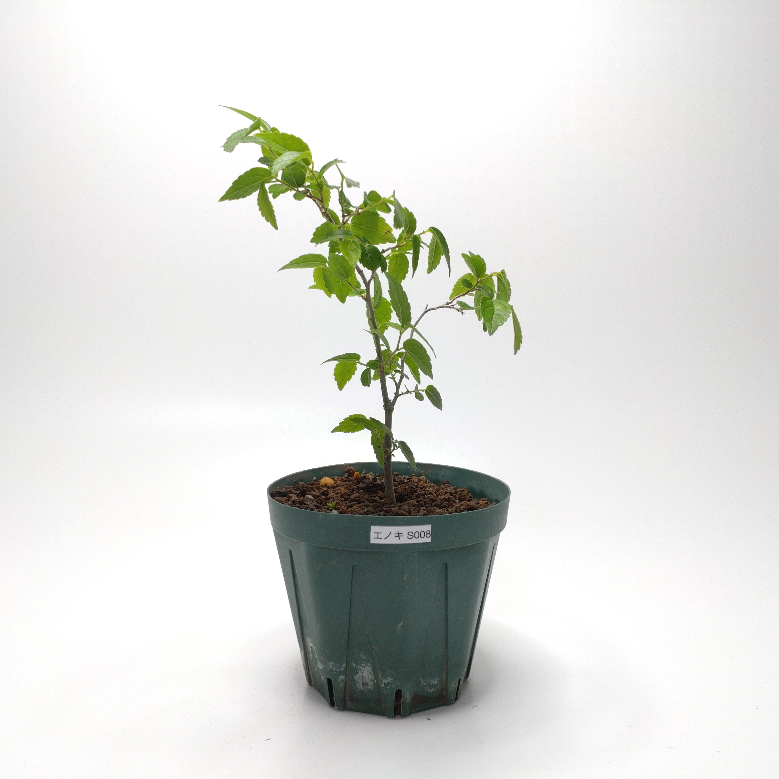 エノキ（榎）SS008