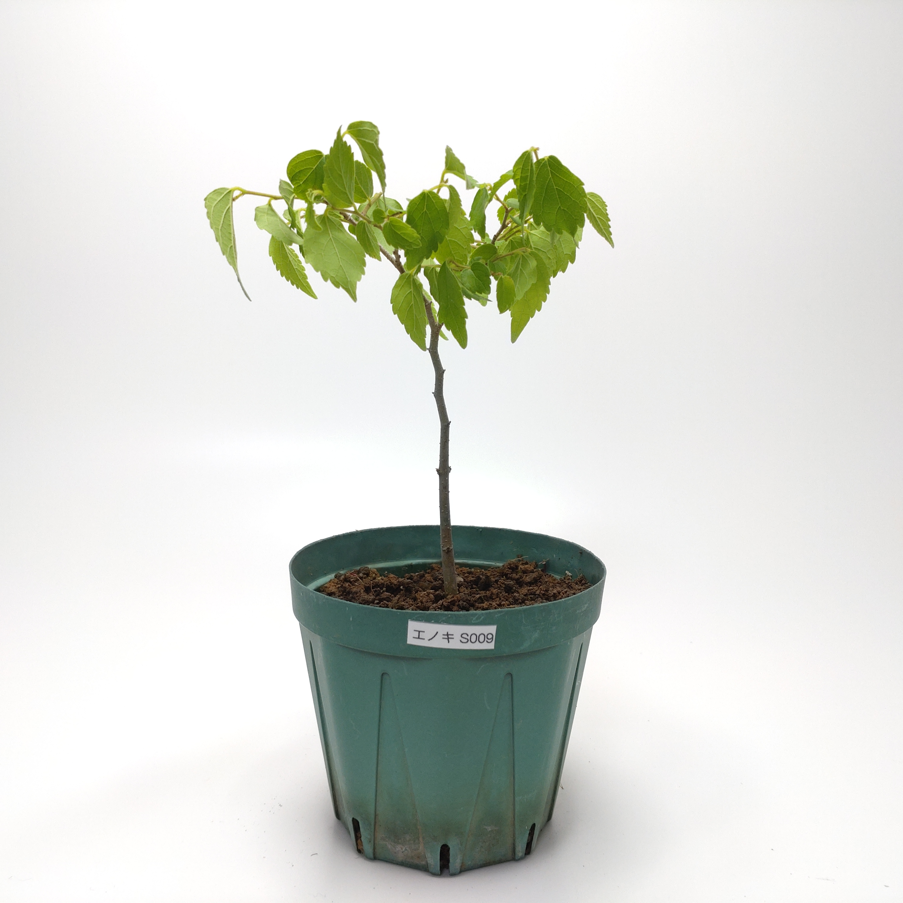 エノキ（榎）SS009