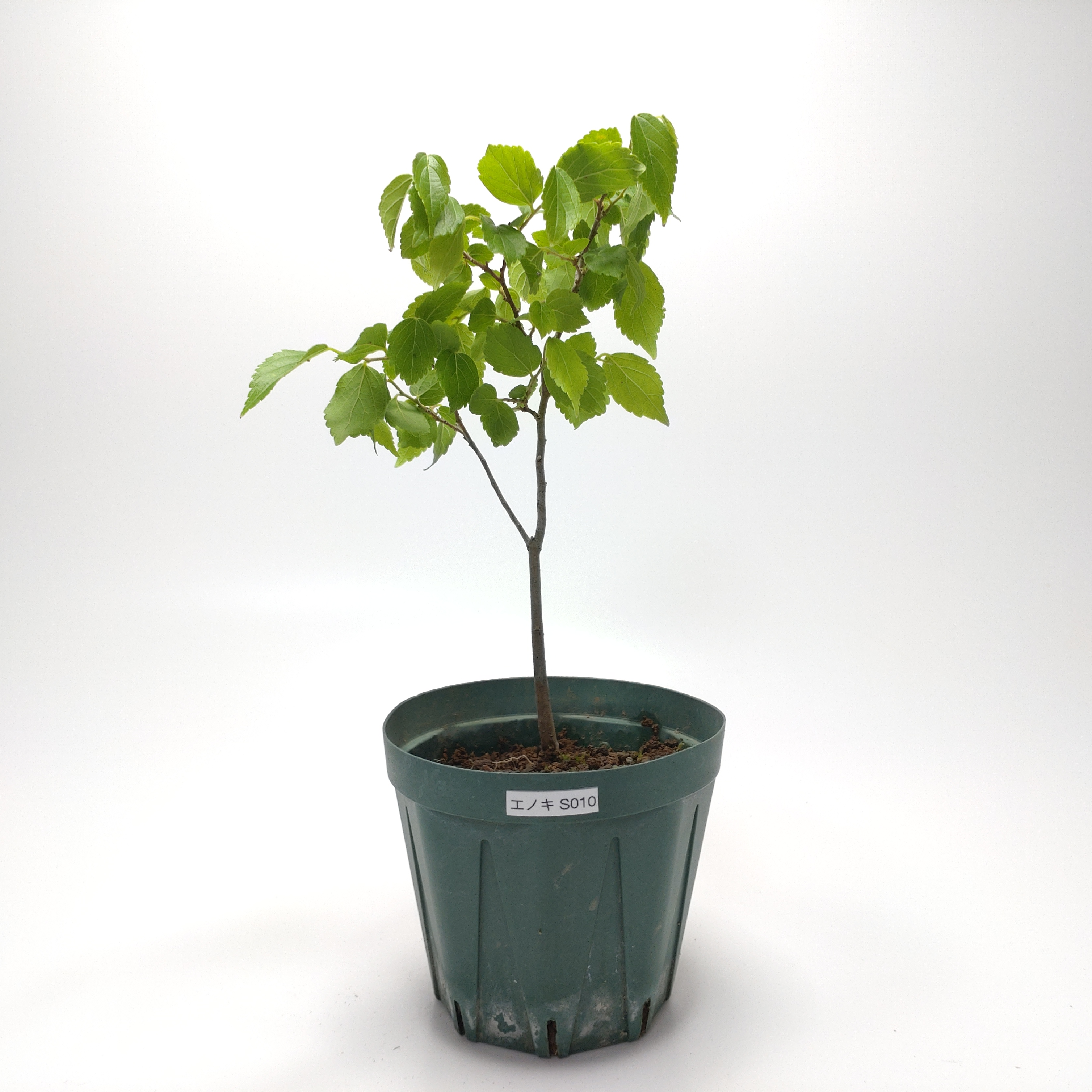 エノキ（榎）SS010