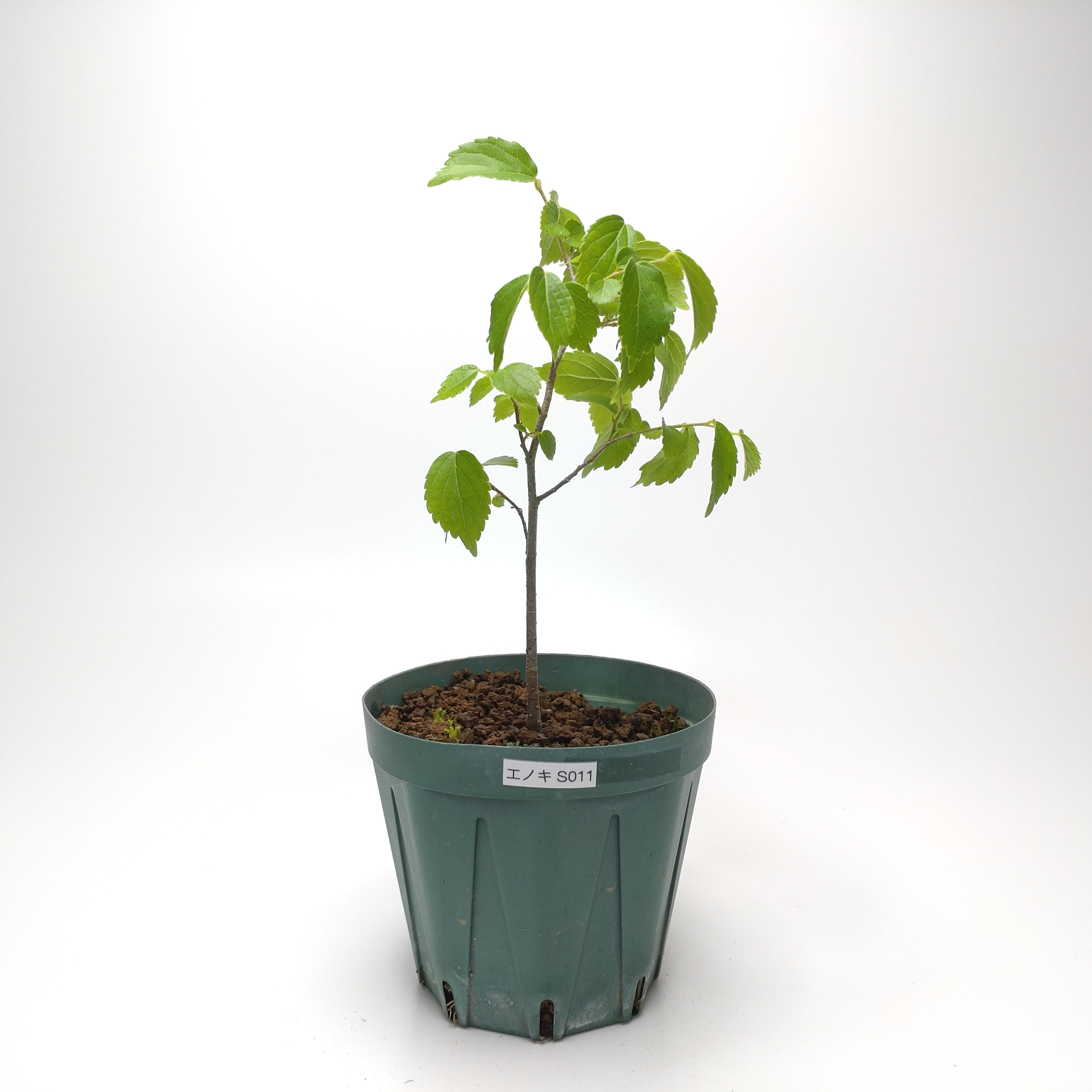エノキ（榎）SS011