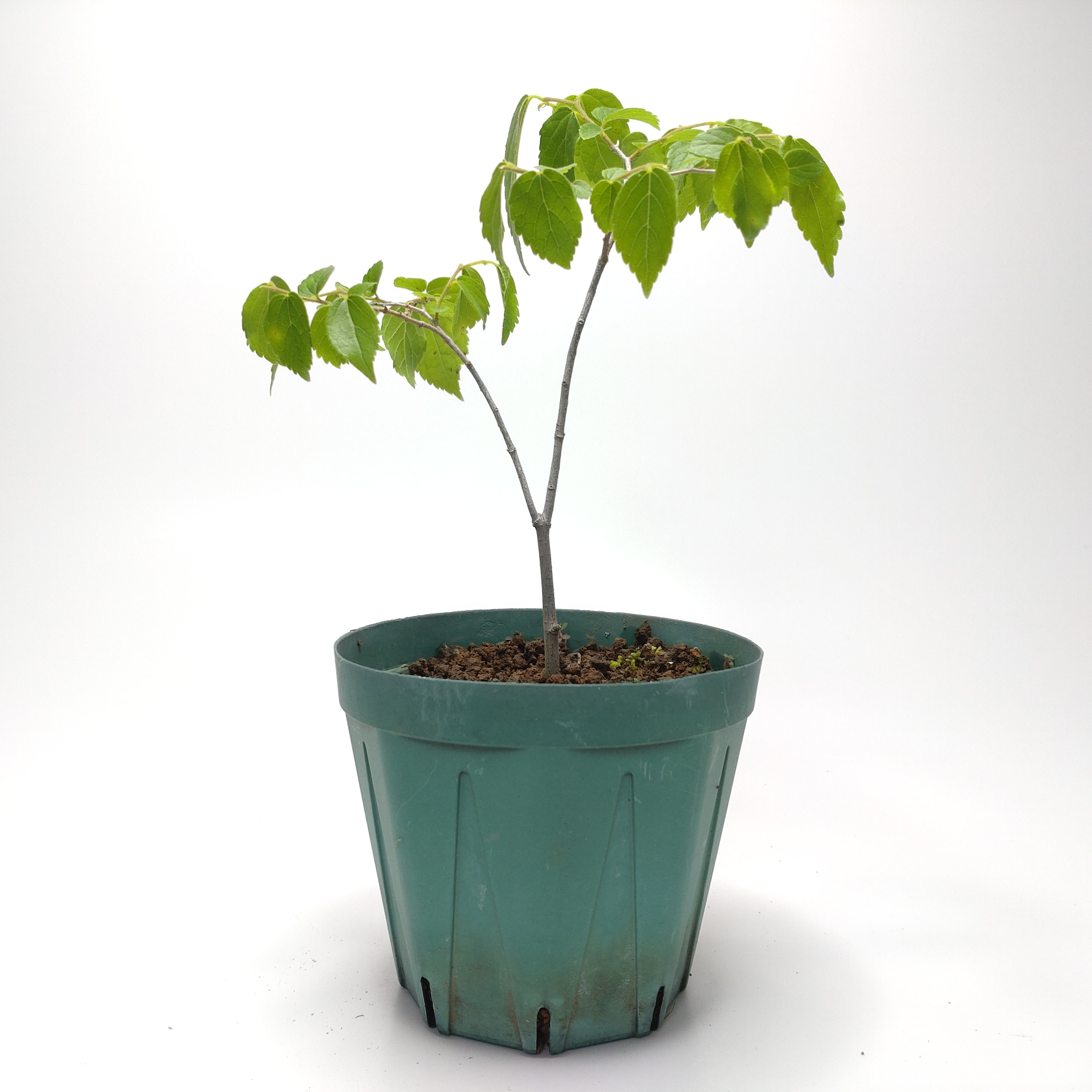 エノキ（榎）SS012