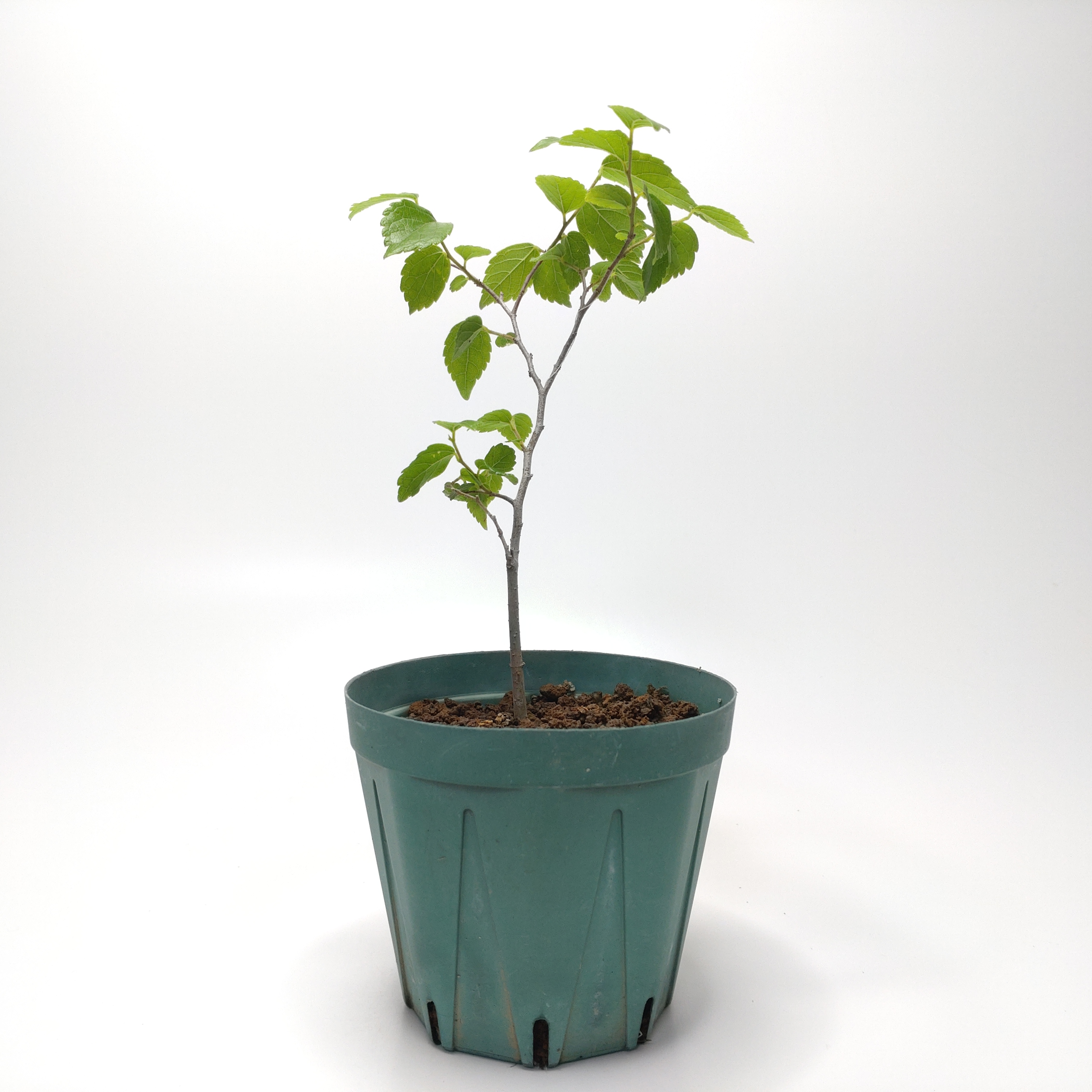 エノキ（榎）SS013