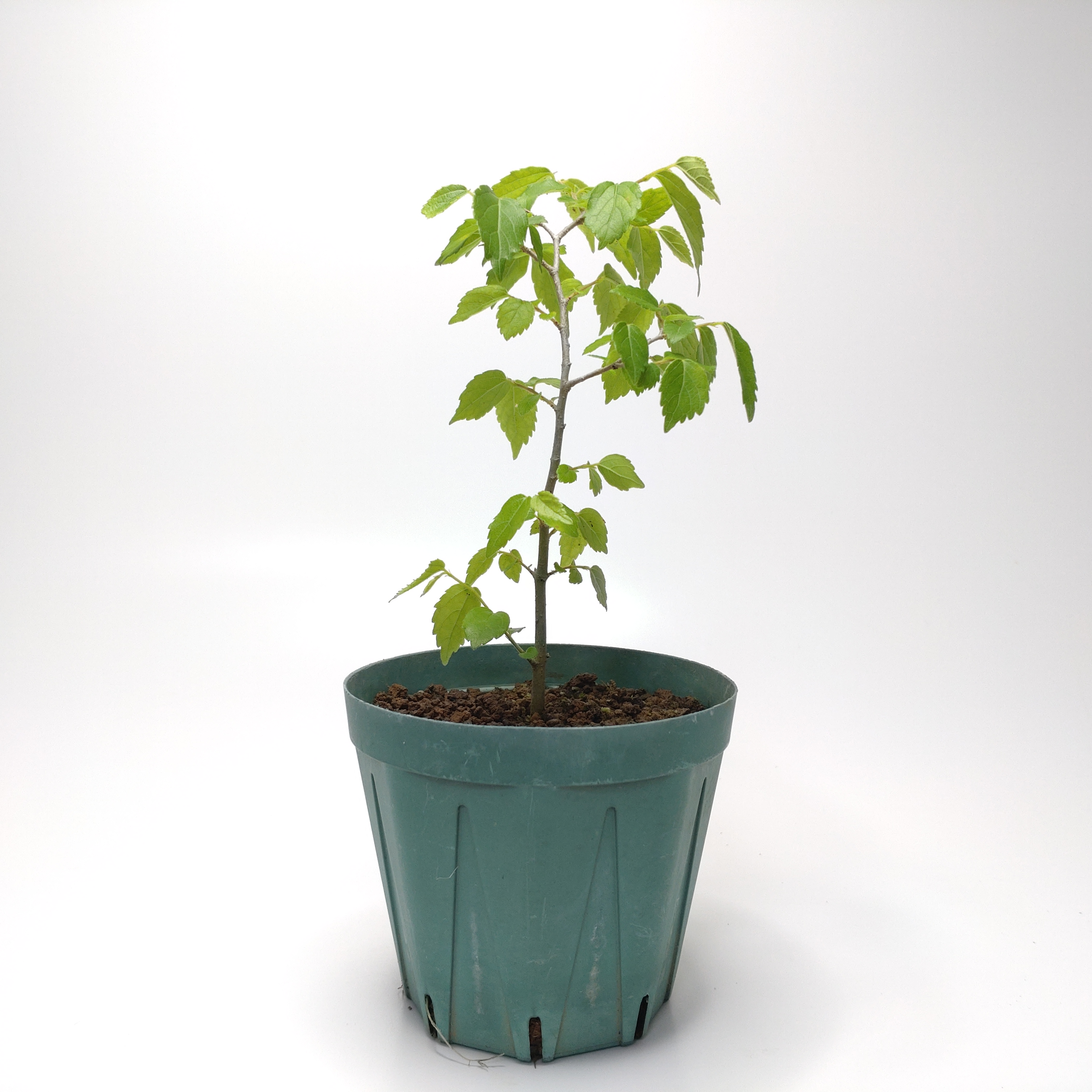 エノキ（榎）SS014