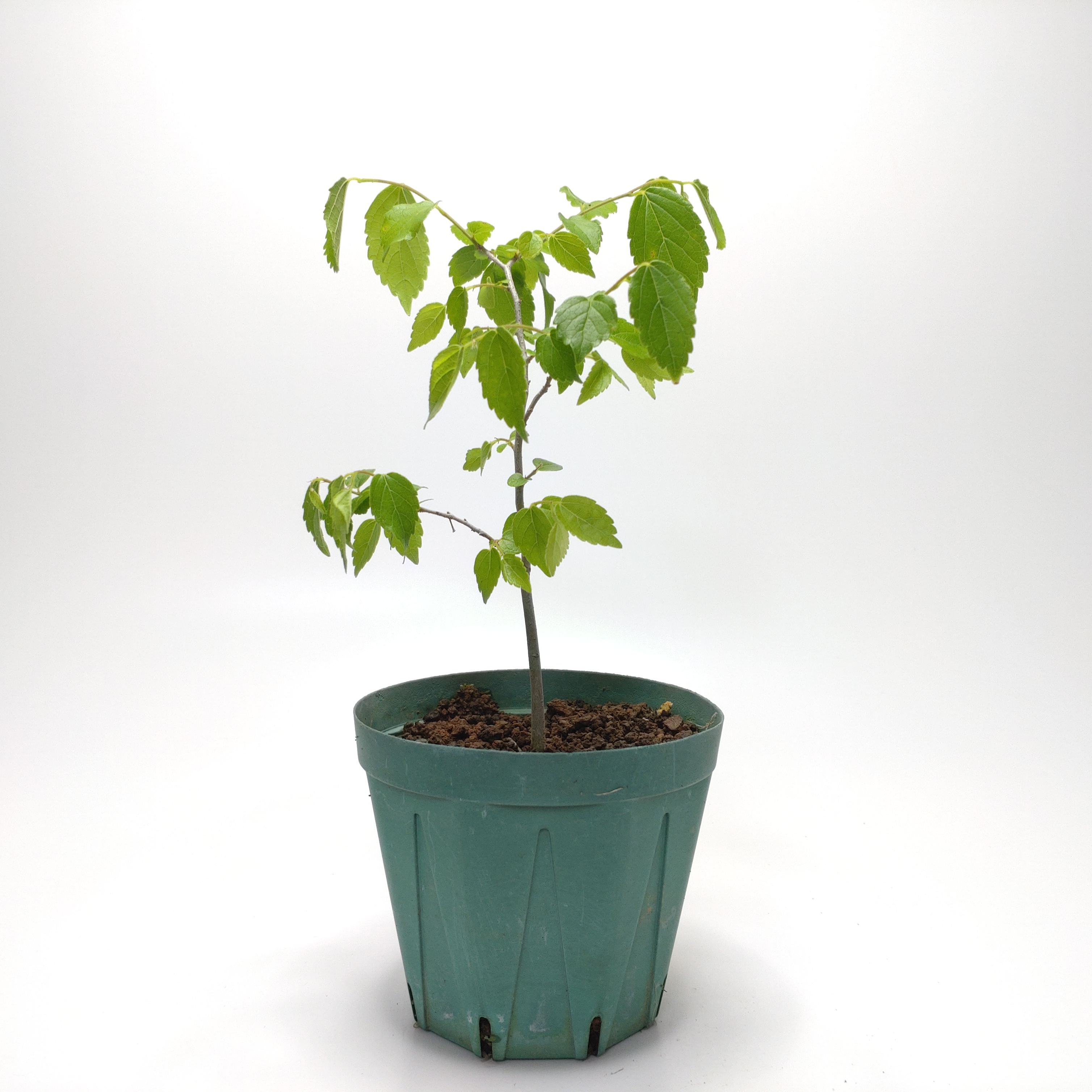 エノキ（榎）SS015