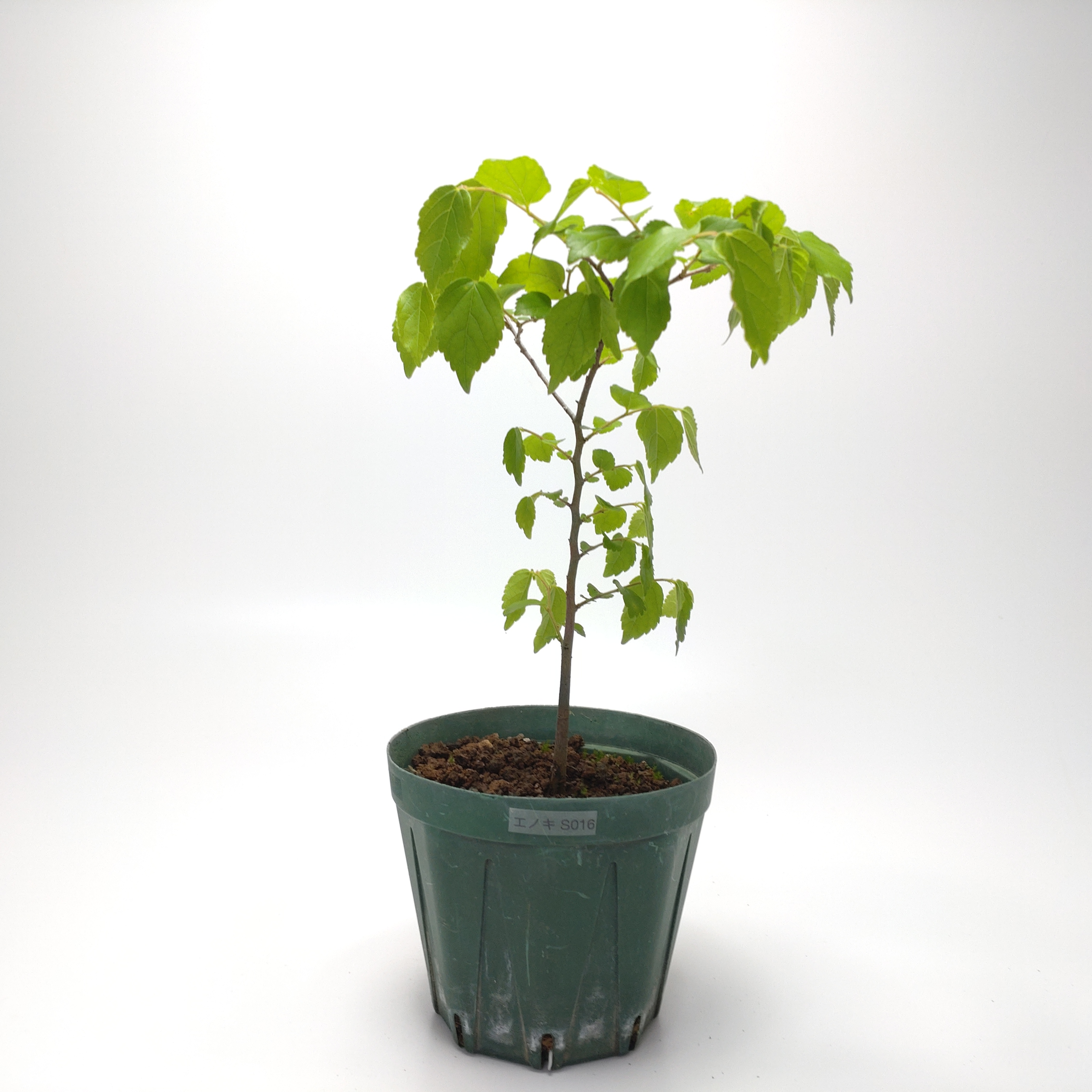 エノキ（榎）SS016