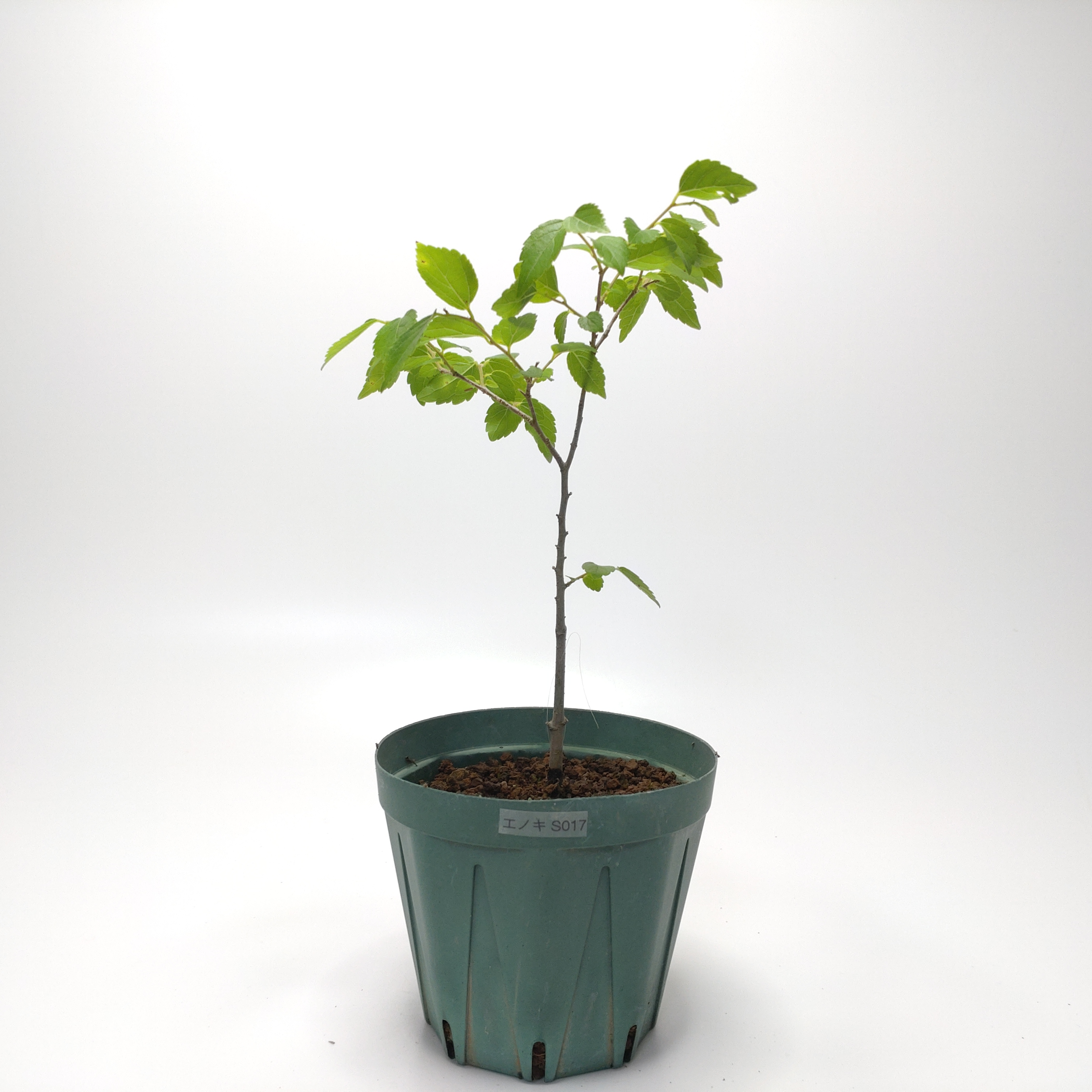 エノキ（榎）SS017