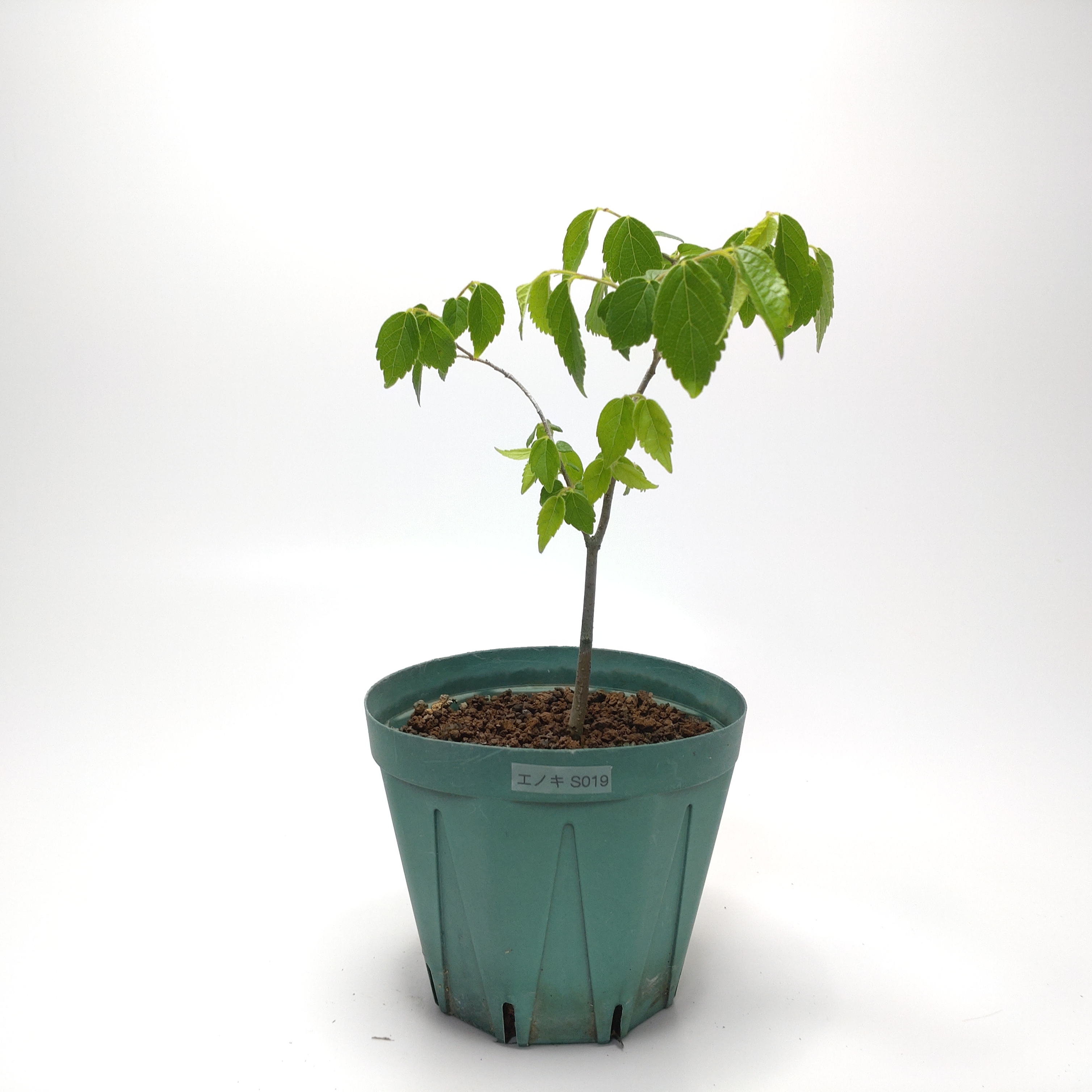 エノキ（榎）SS019