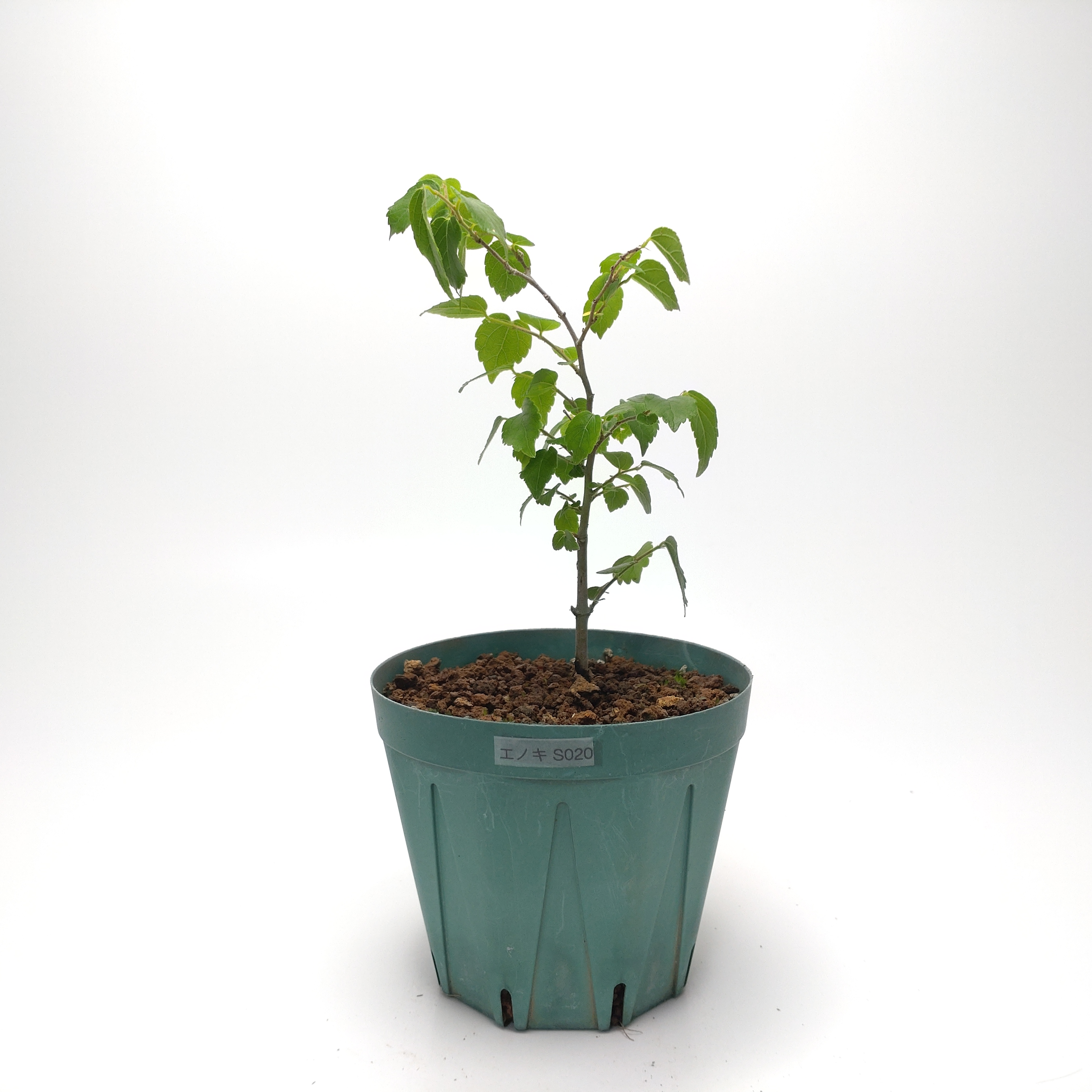 エノキ（榎）SS020