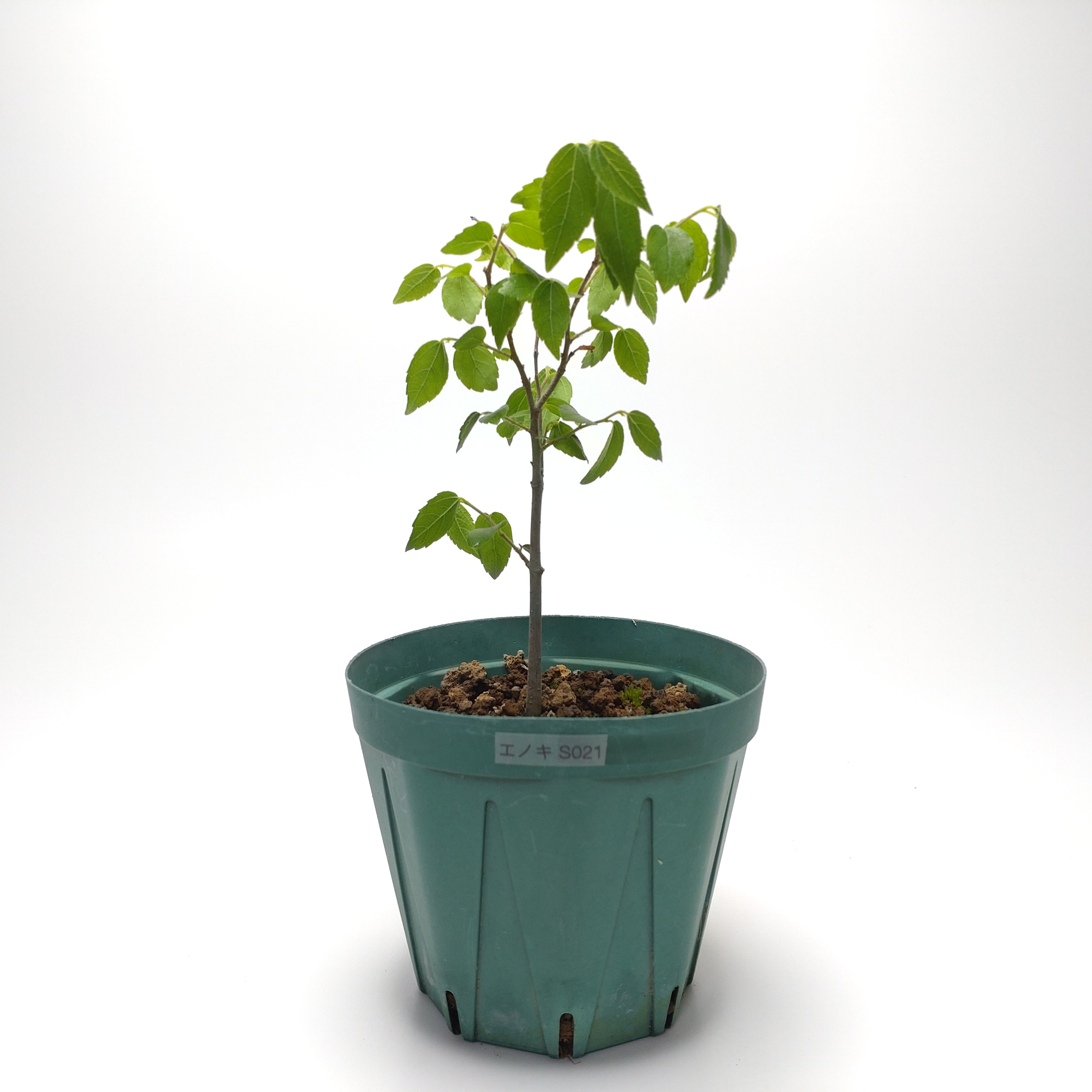 エノキ（榎）SS021