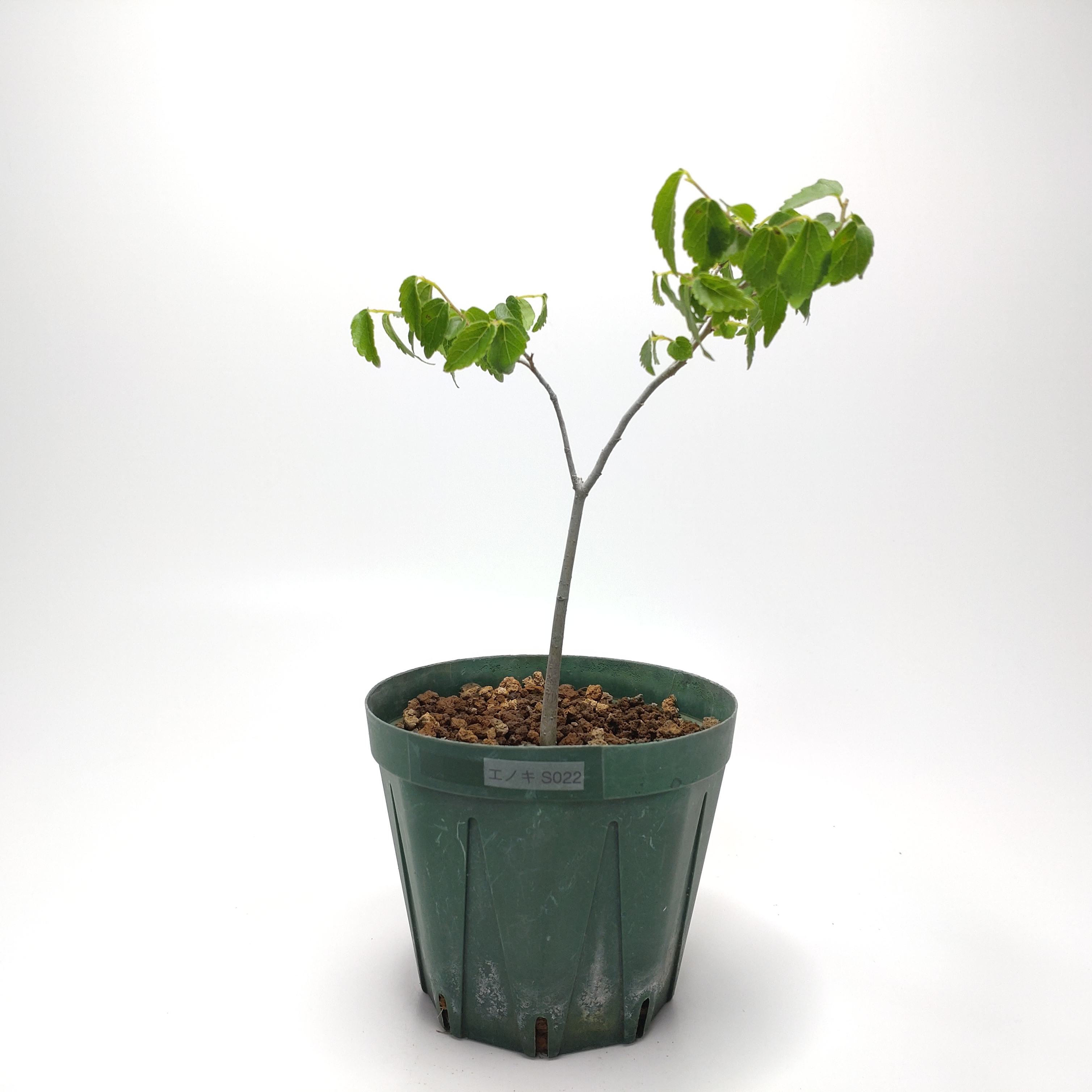 エノキ（榎）SS022