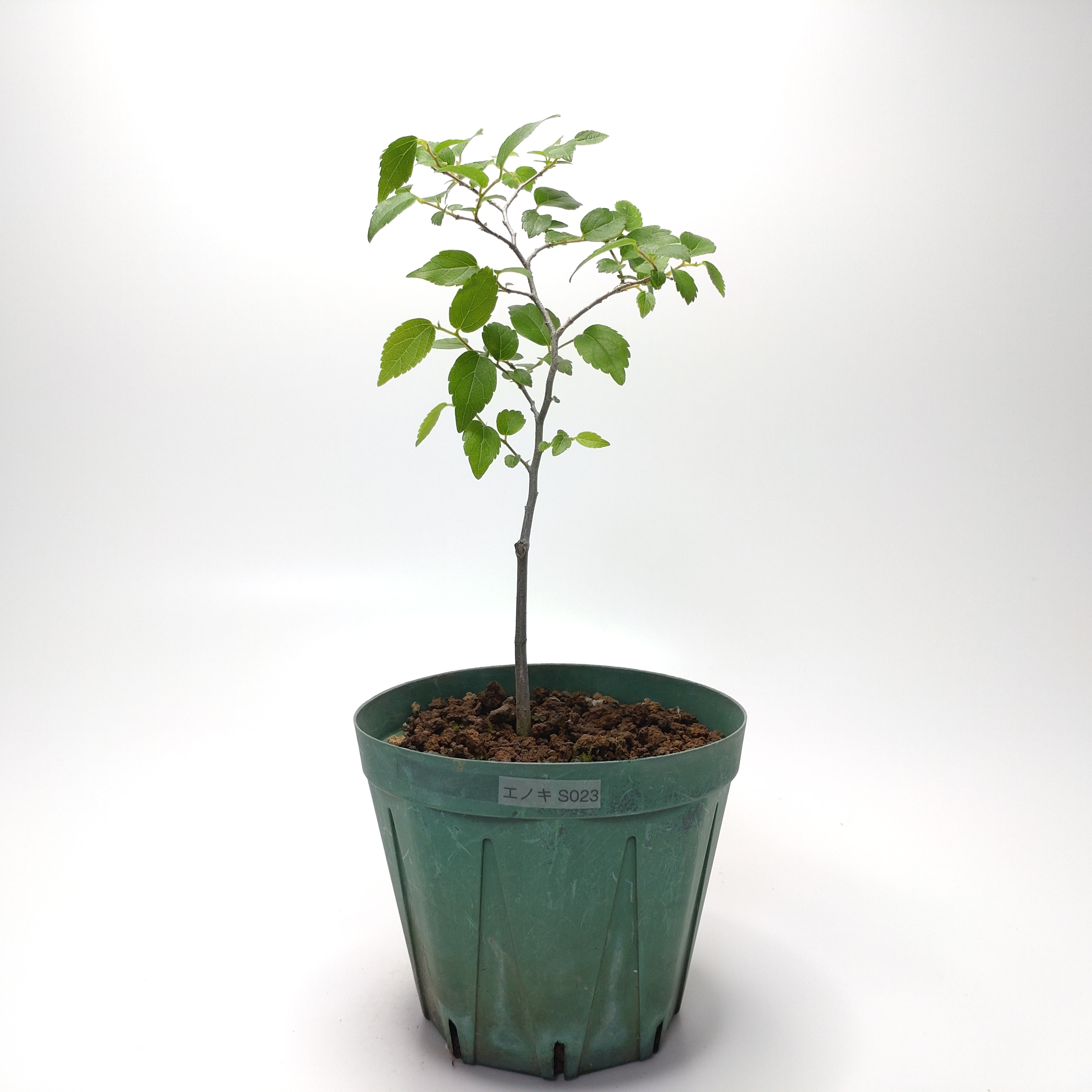エノキ（榎）SS023