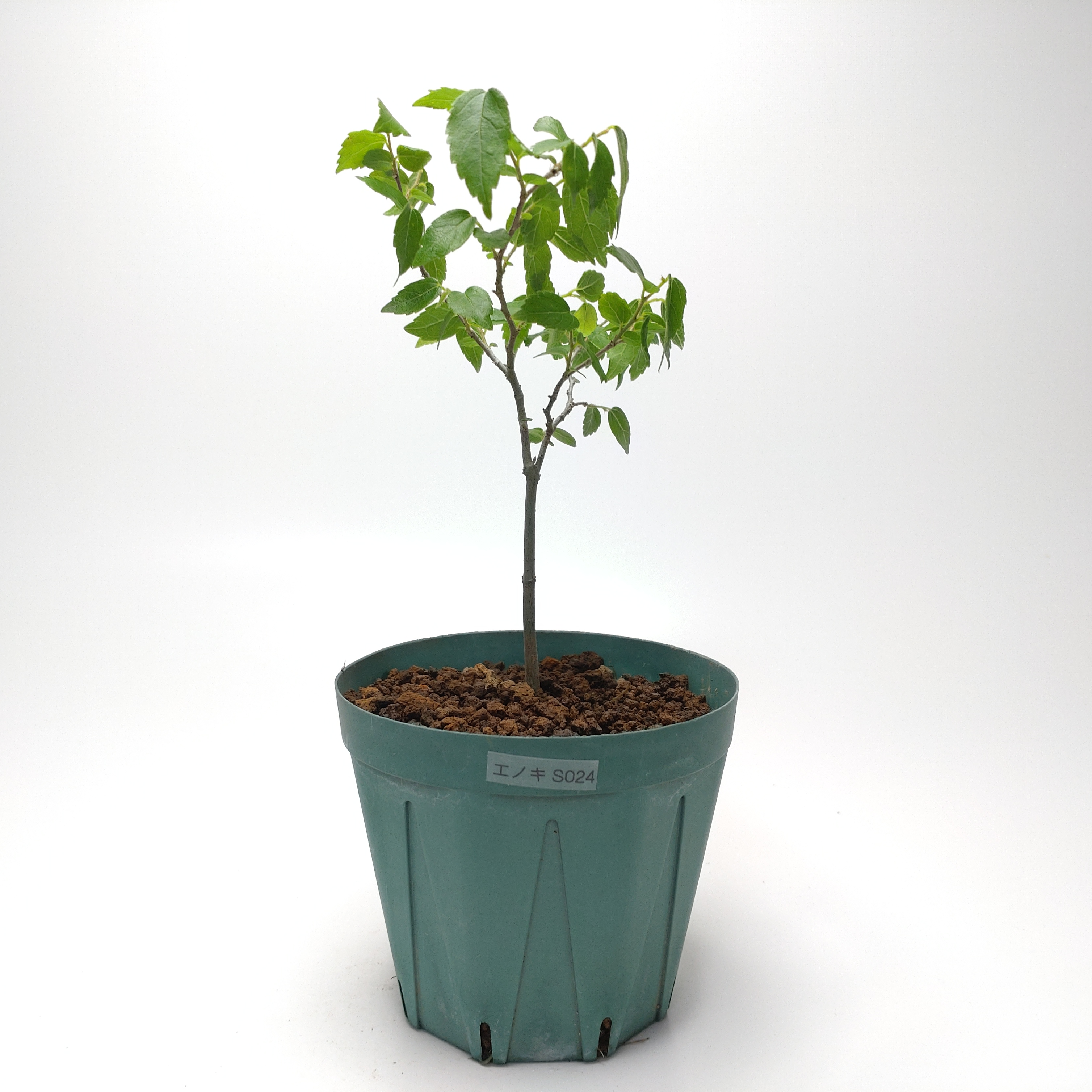 エノキ（榎）SS024