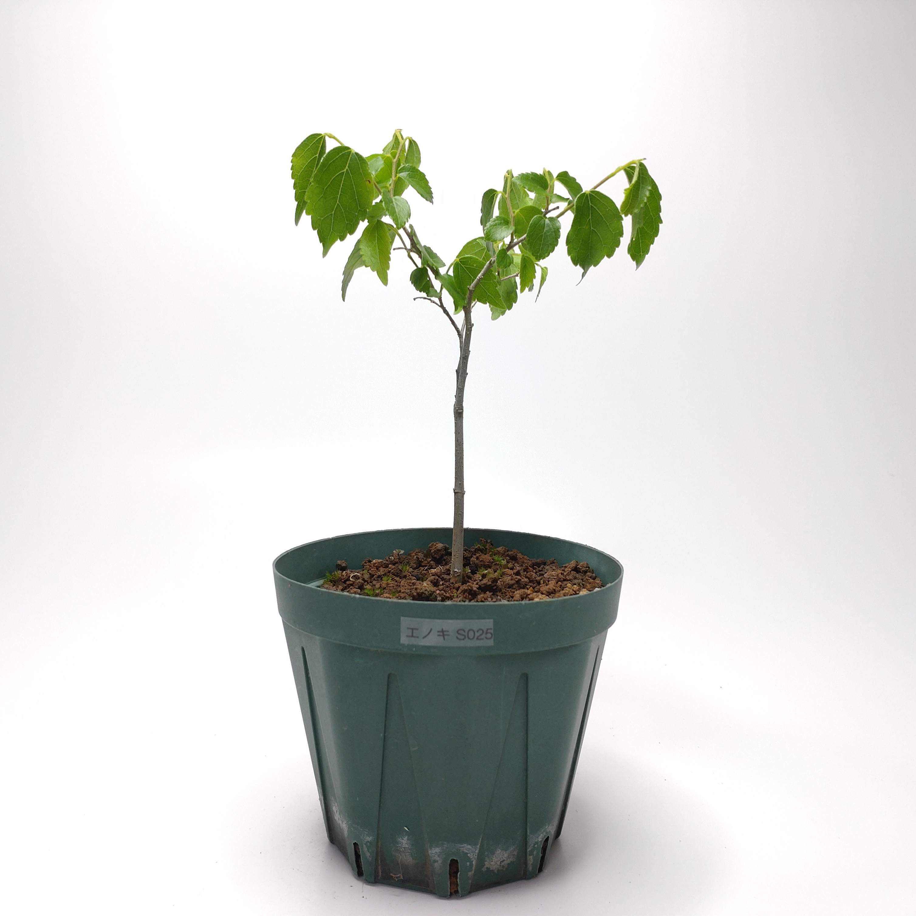 エノキ（榎）SS025