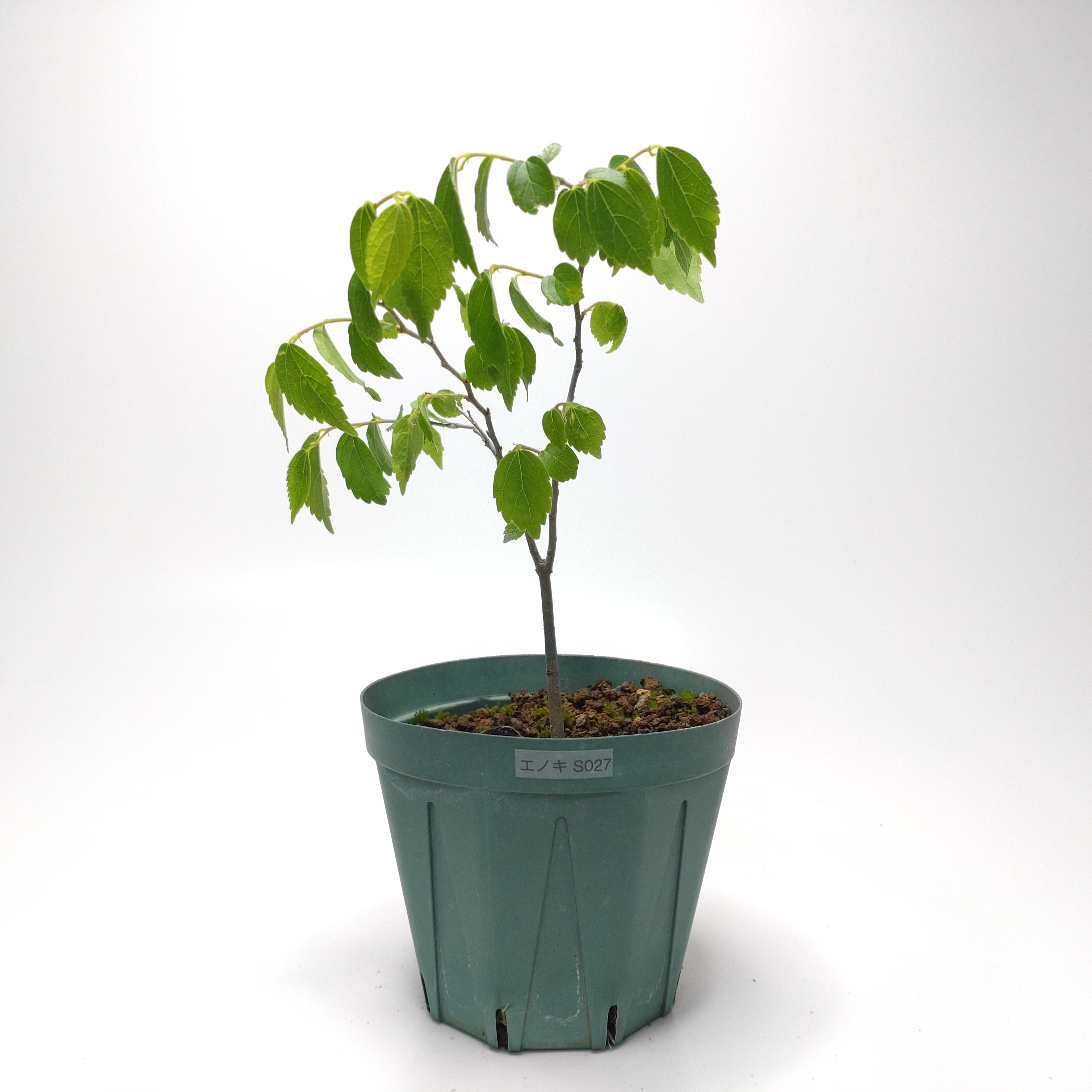 エノキ（榎）SS027