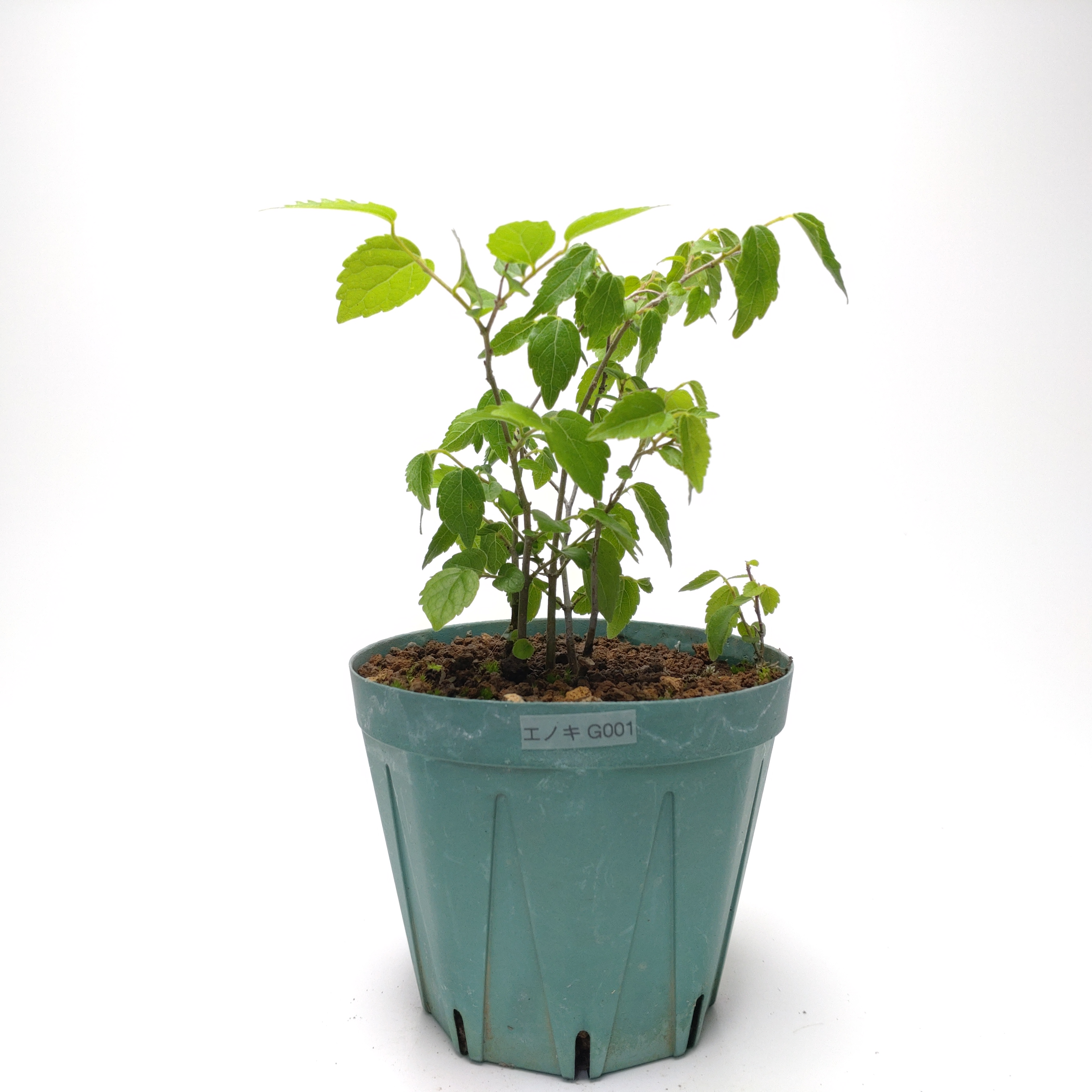 エノキ（榎）SG001