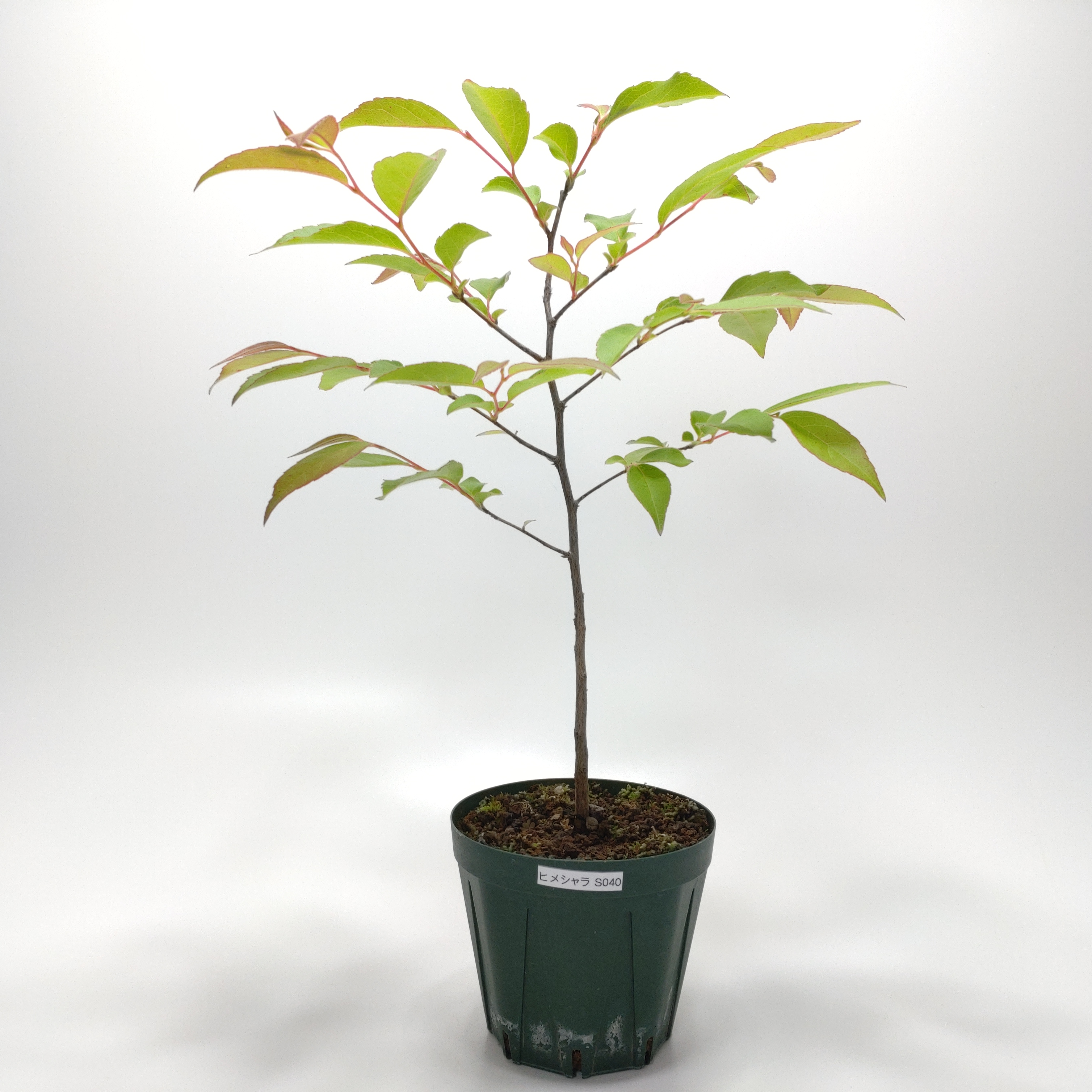 ヒメシャラ（姫沙羅）SS040