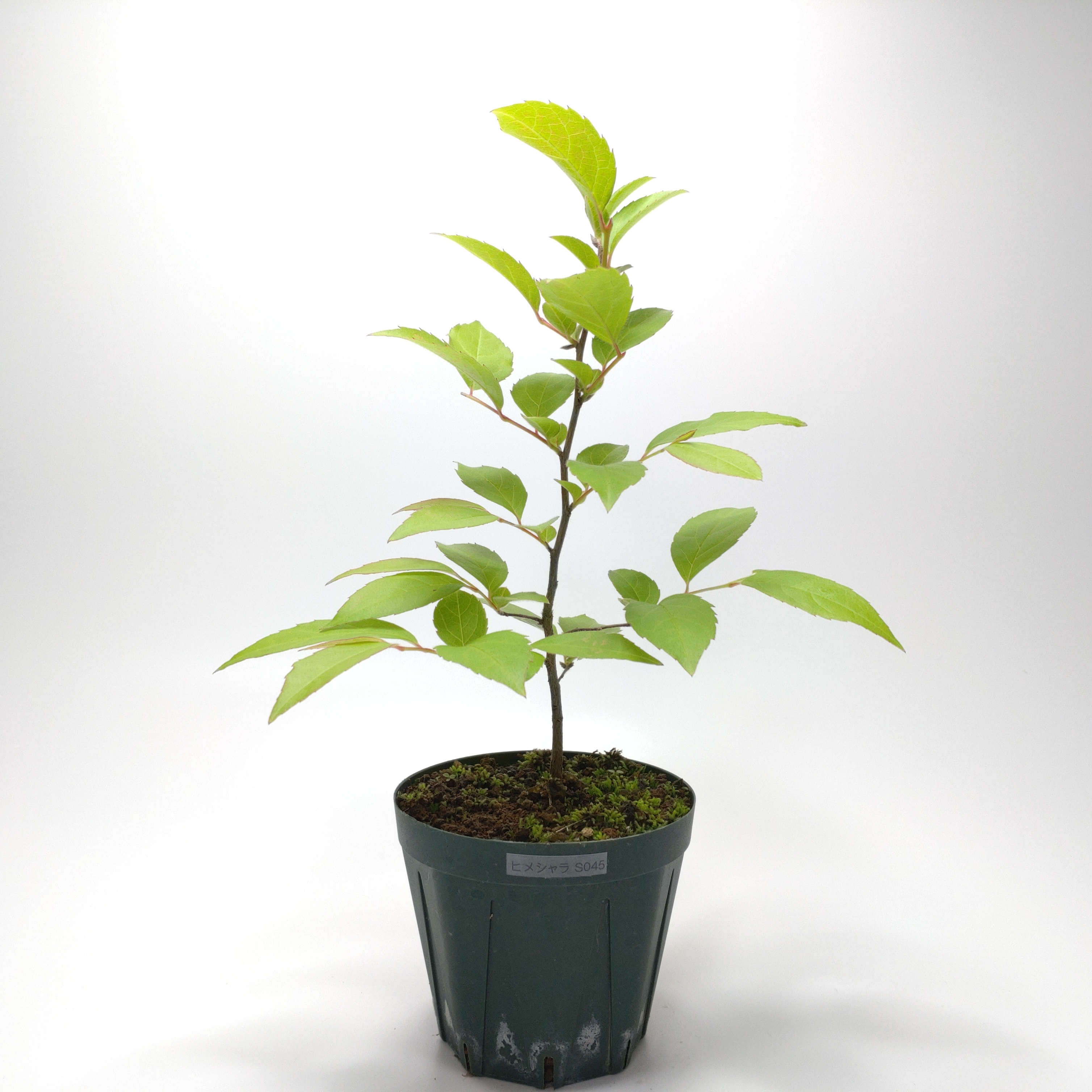 ヒメシャラ（姫沙羅）SS045